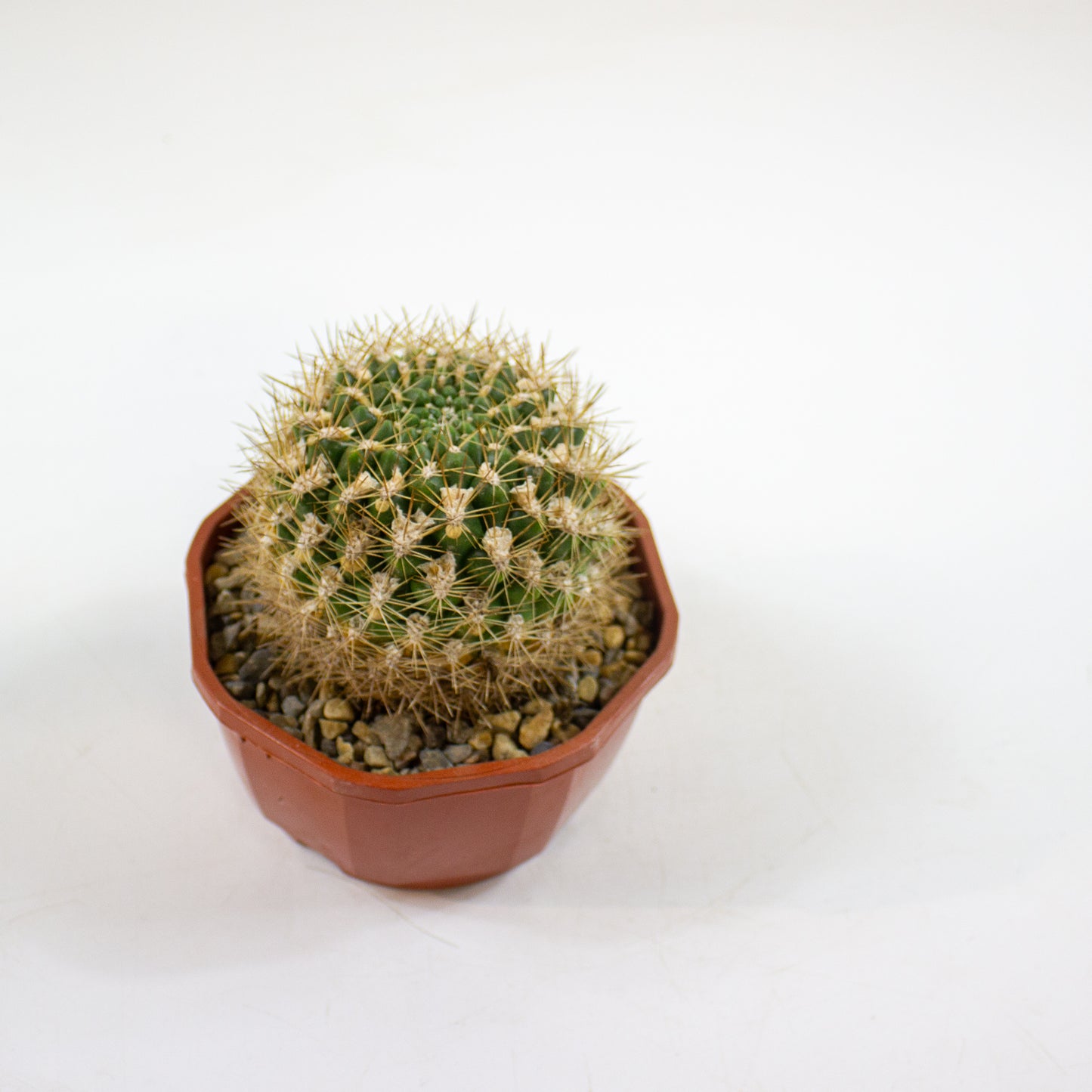 Cacti from Curious Cacti, Choose one from our selection