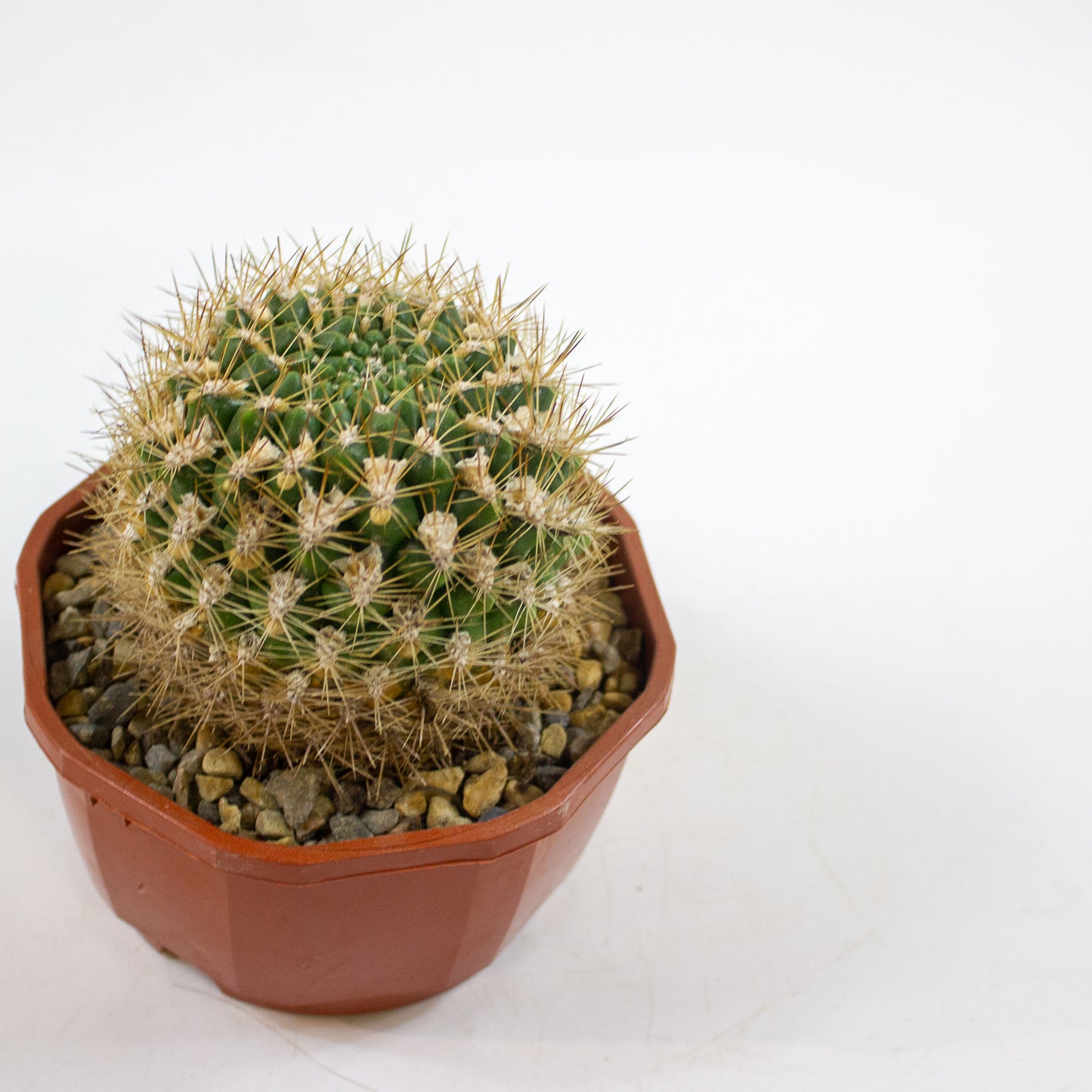Cacti from Curious Cacti, Choose one from our selection