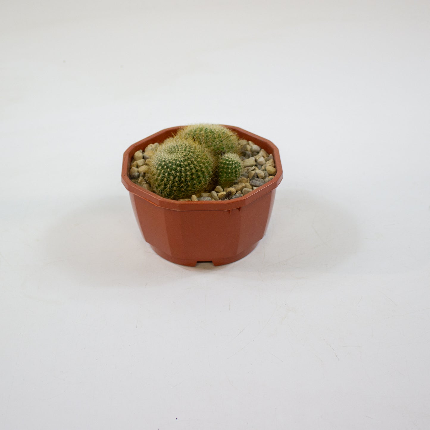 Cacti from Curious Cacti, Choose one from our selection