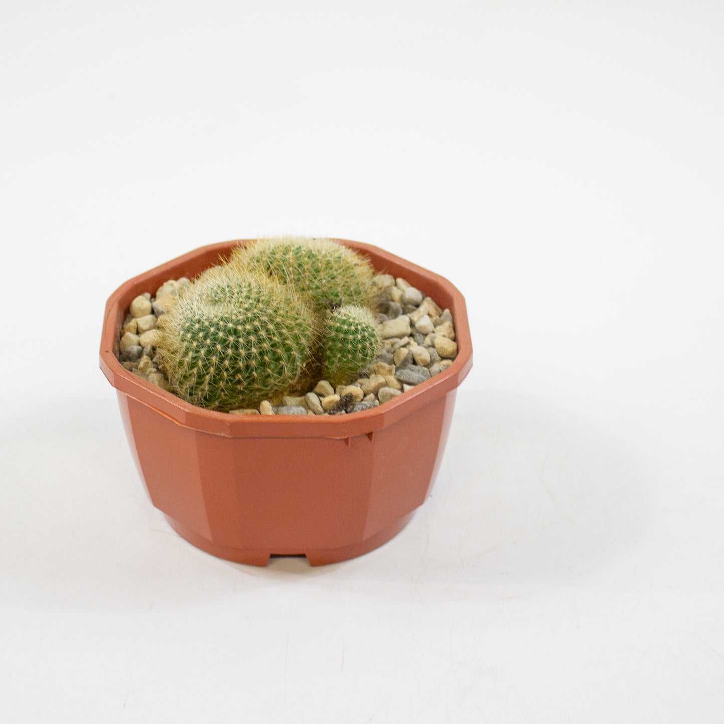 Cacti from Curious Cacti, Choose one from our selection