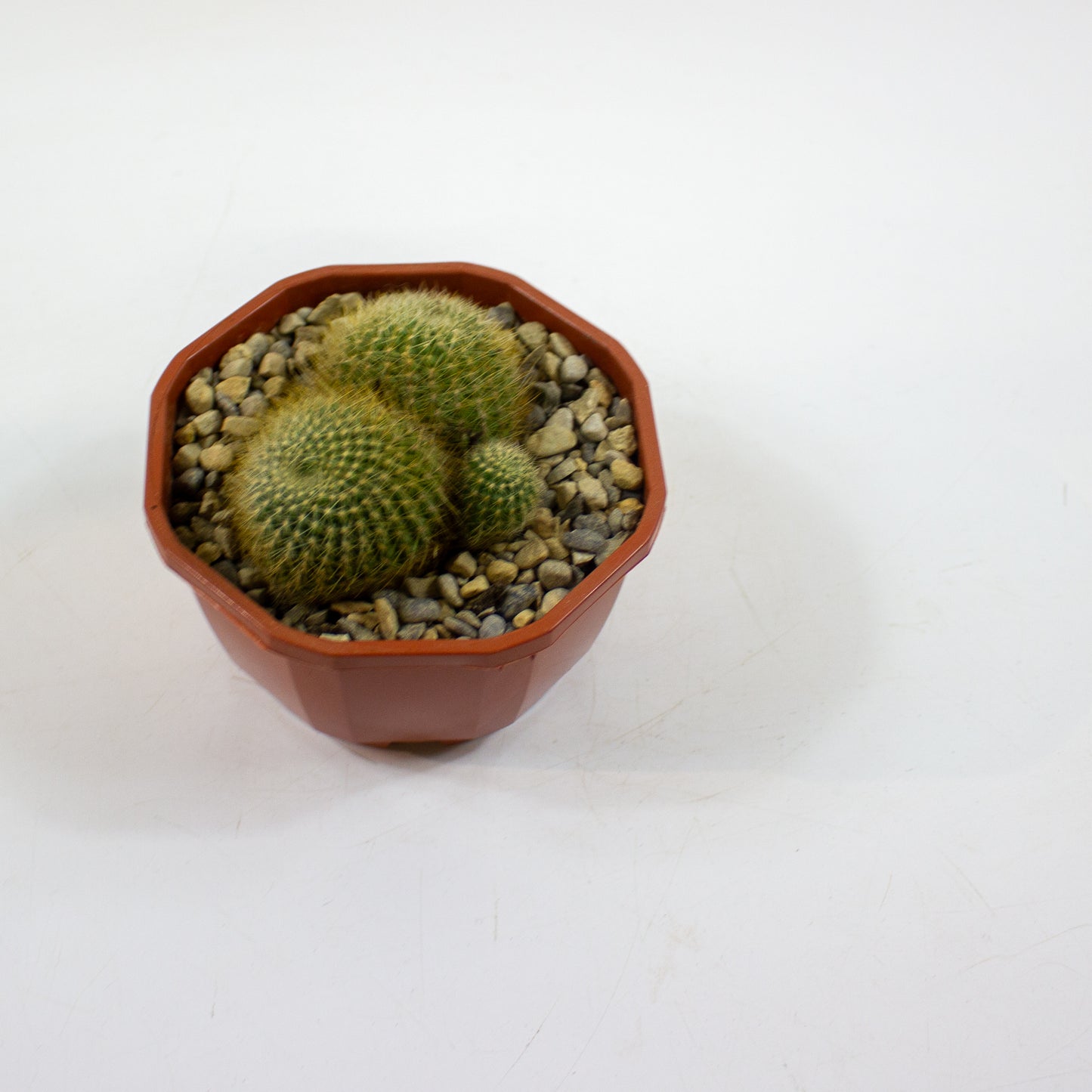 Cacti from Curious Cacti, Choose one from our selection