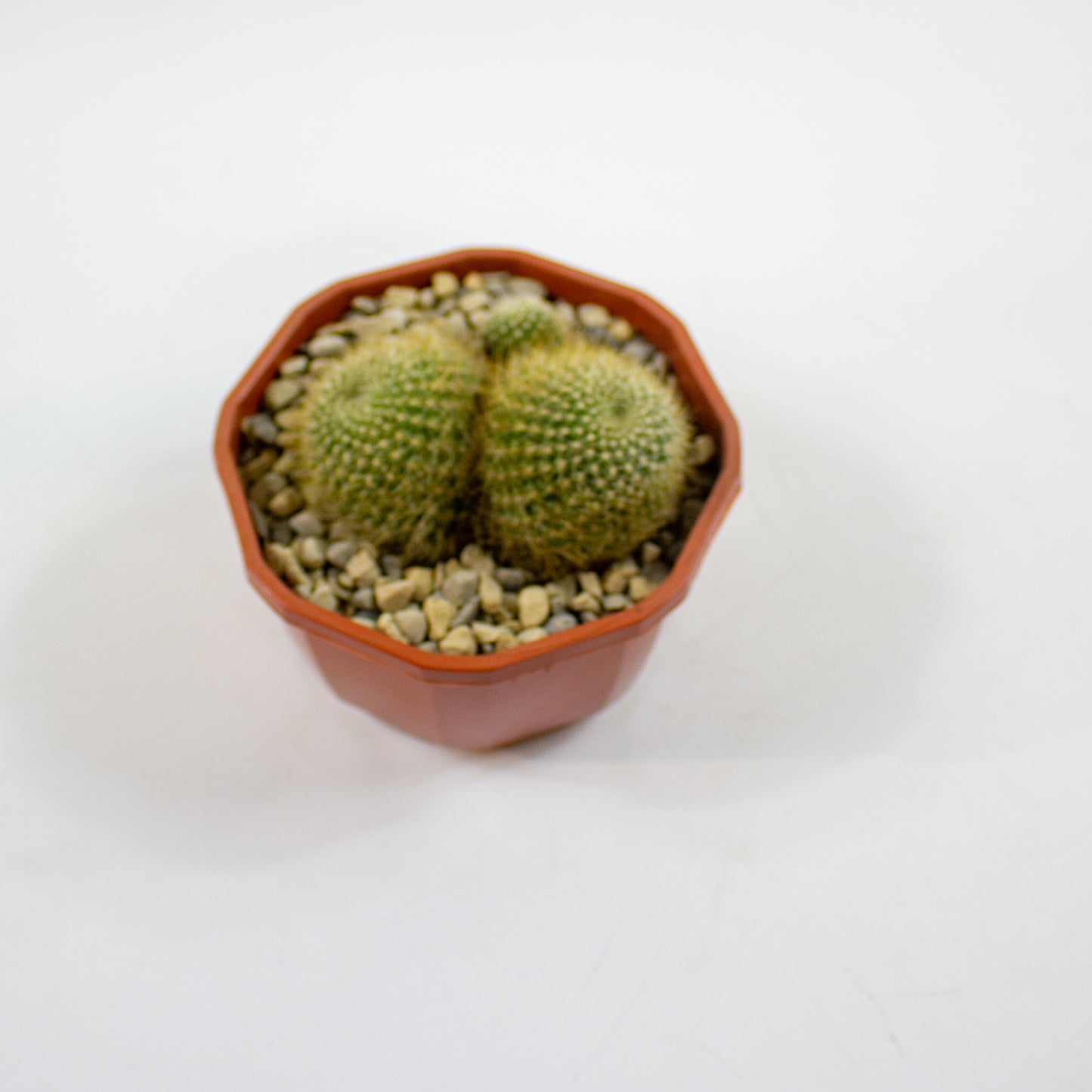 Cacti from Curious Cacti, Choose one from our selection