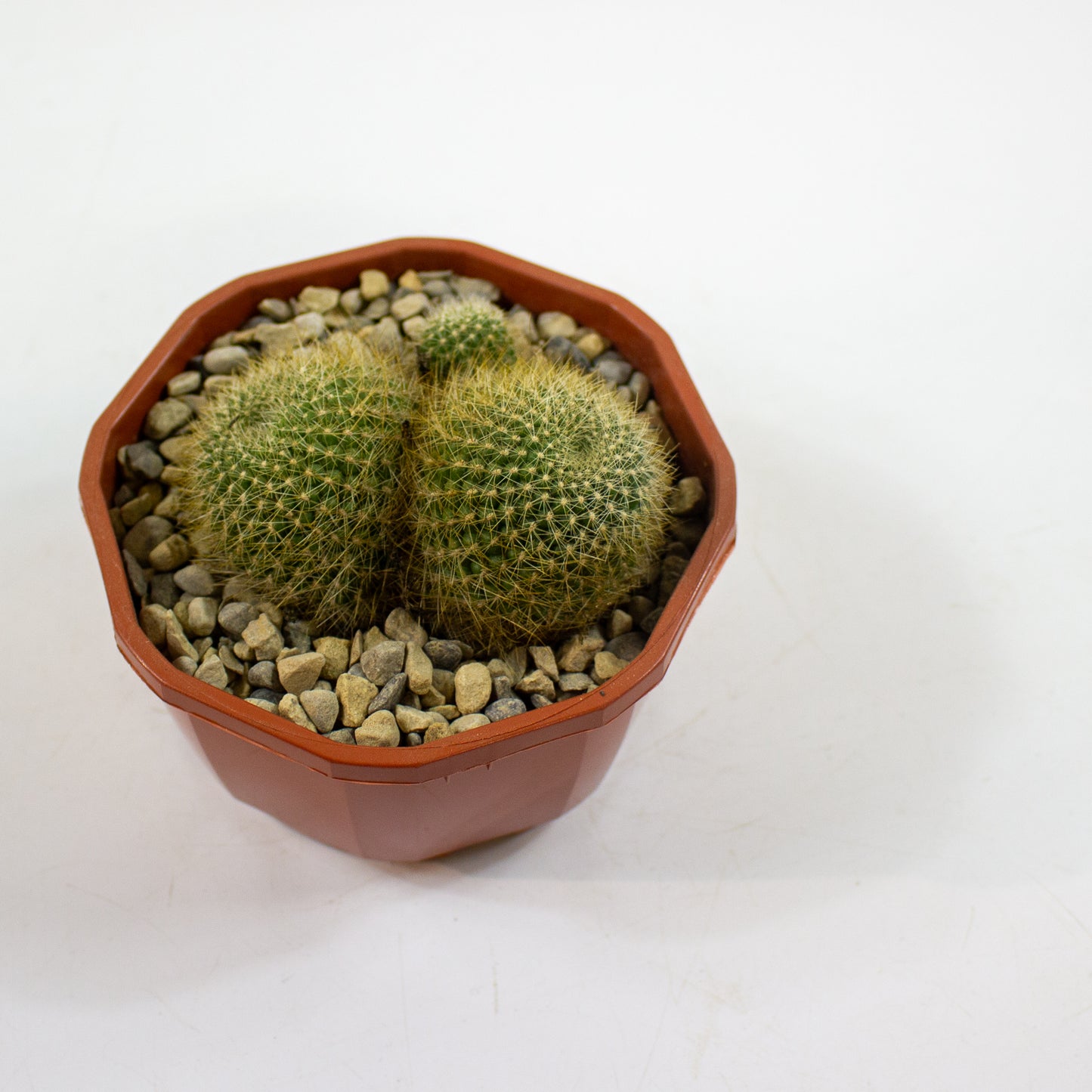 Cacti from Curious Cacti, Choose one from our selection