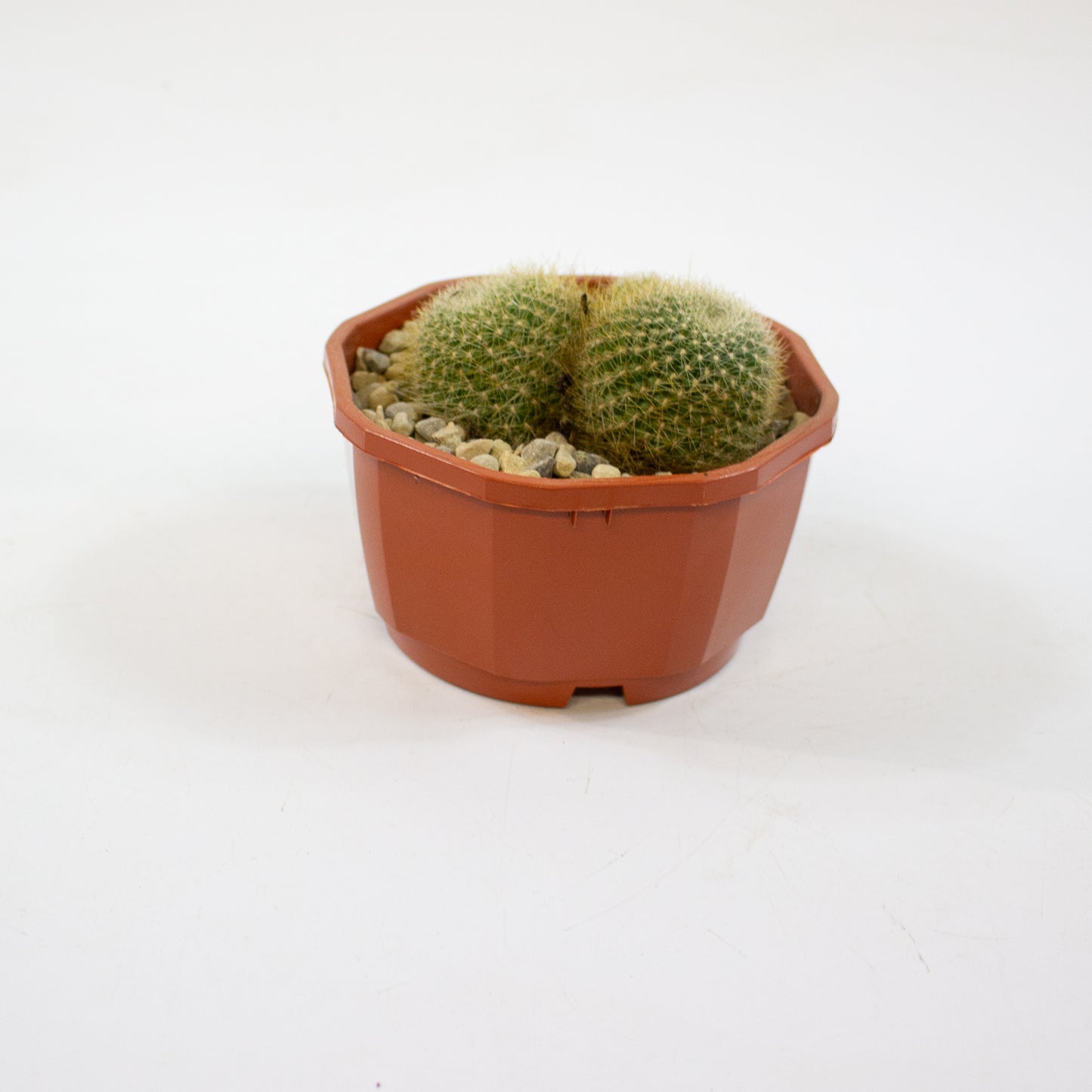 Cacti from Curious Cacti, Choose one from our selection