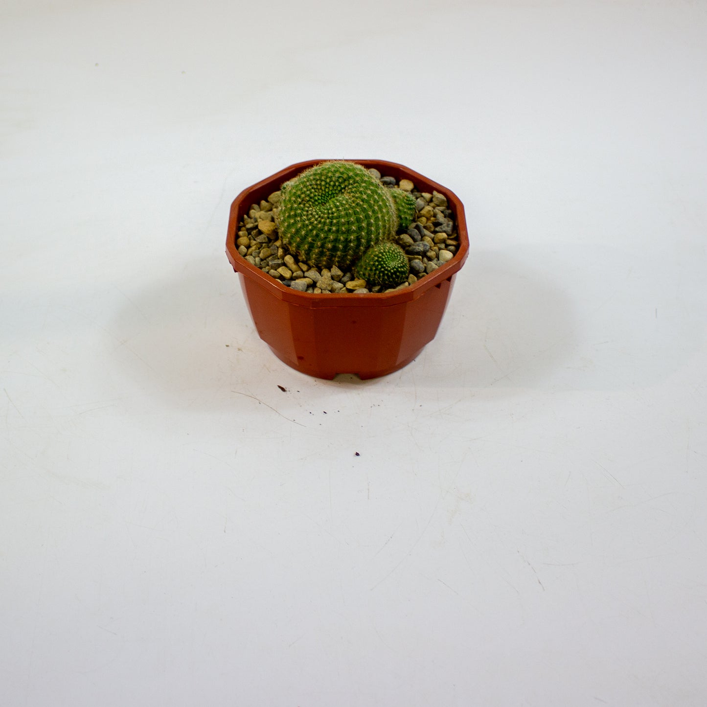 Cacti from Curious Cacti, Choose one from our selection