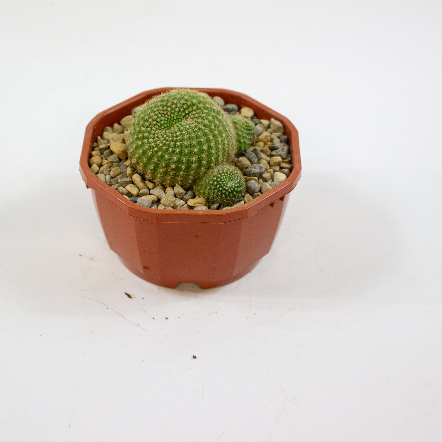 Cacti from Curious Cacti, Choose one from our selection