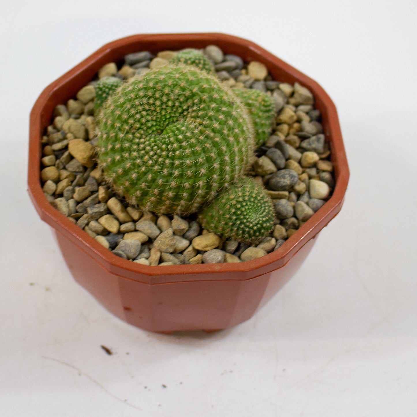 Cacti from Curious Cacti, Choose one from our selection