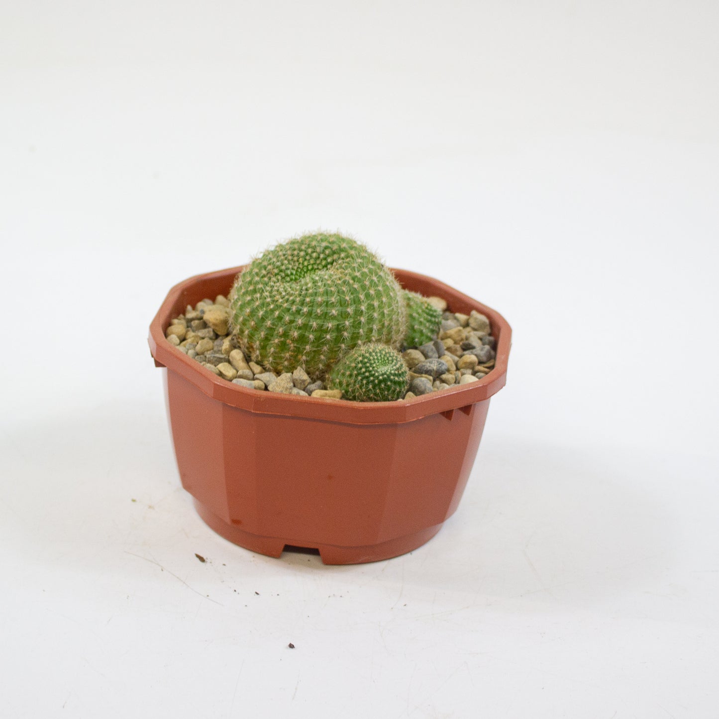 Cacti from Curious Cacti, Choose one from our selection