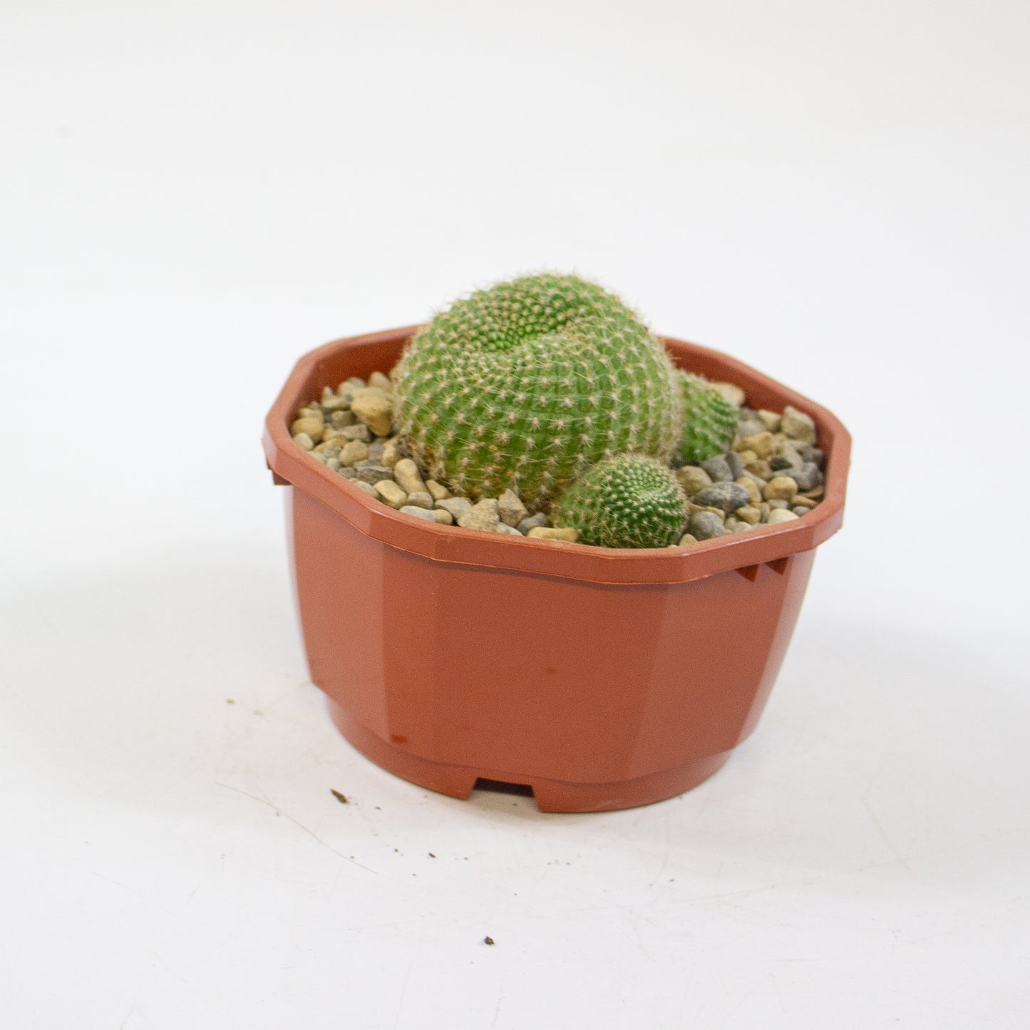 Cacti from Curious Cacti, Choose one from our selection