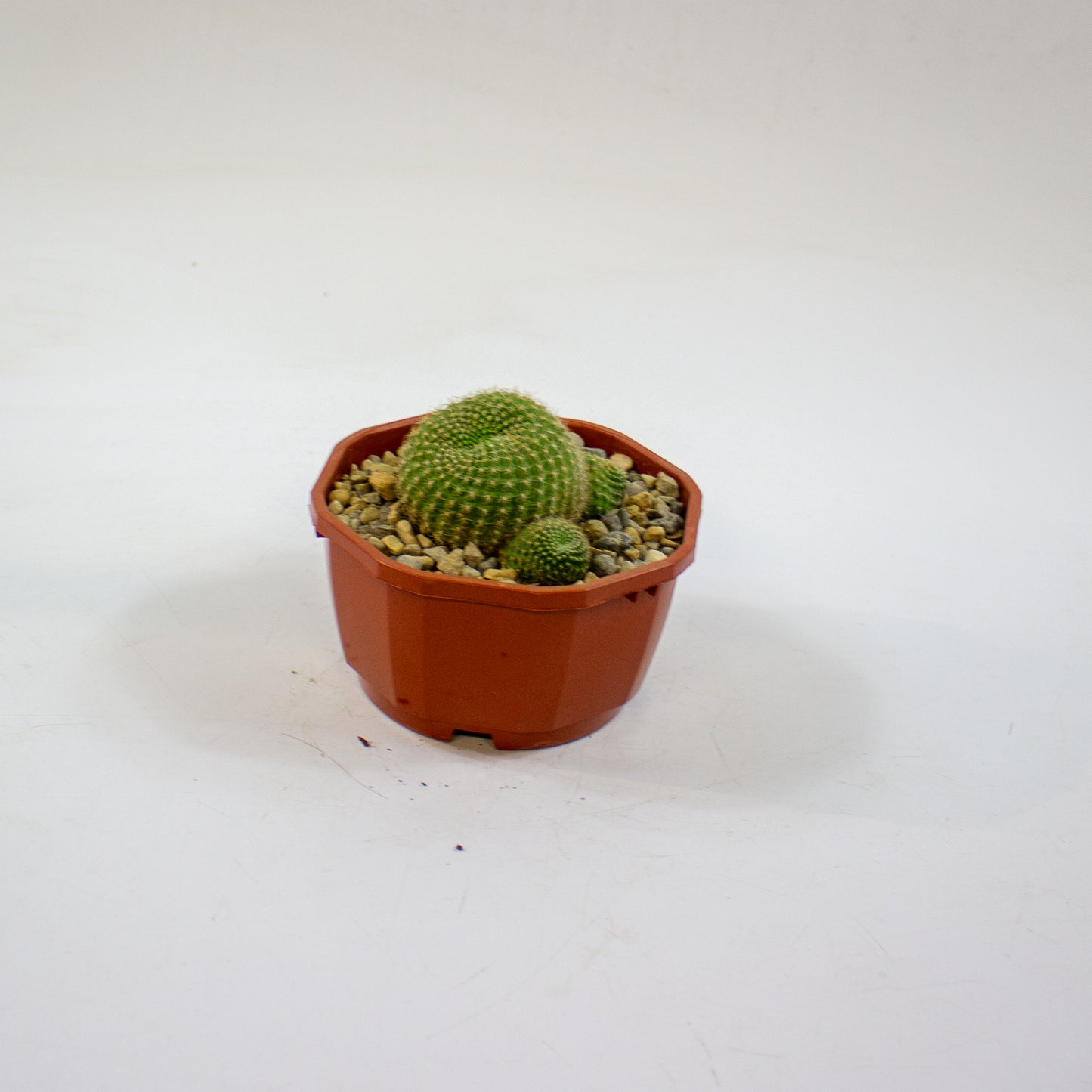 Cacti from Curious Cacti, Choose one from our selection