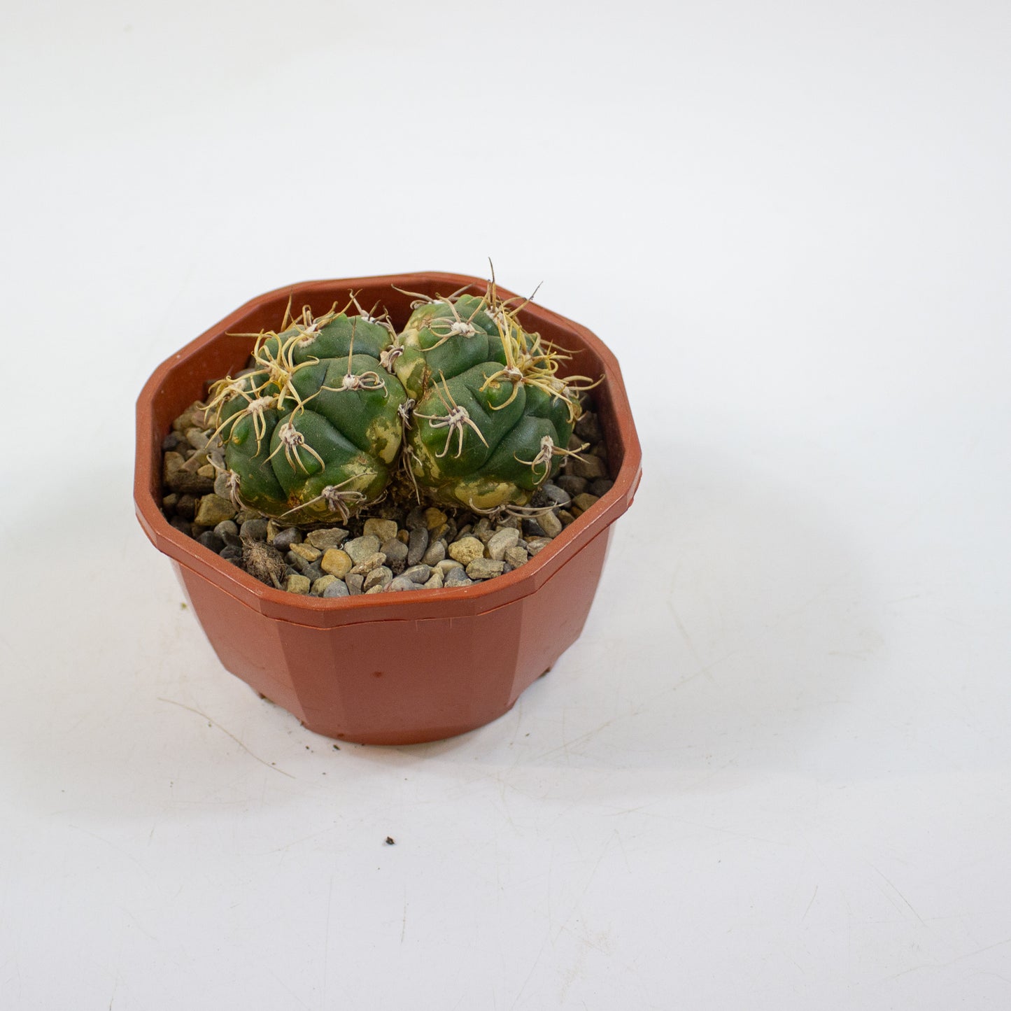 Cacti from Curious Cacti, Choose one from our selection