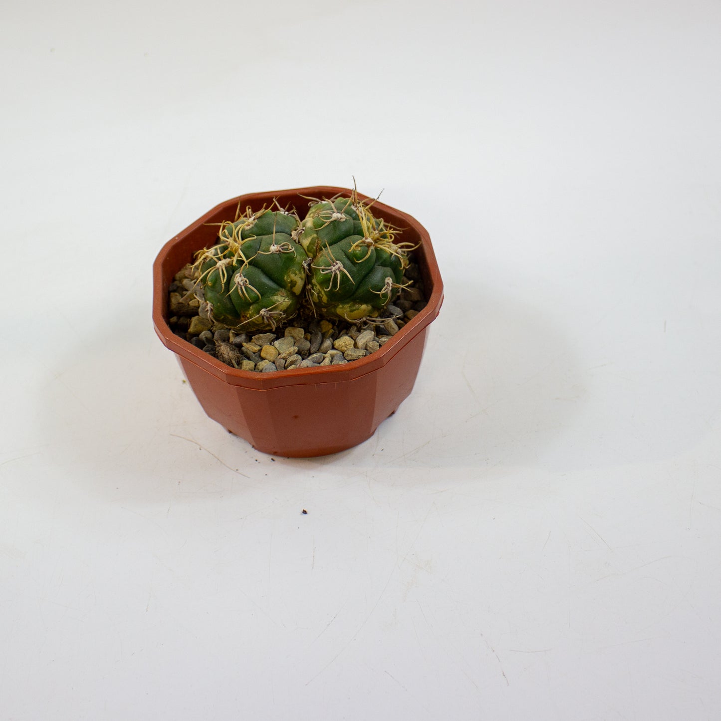 Cacti from Curious Cacti, Choose one from our selection