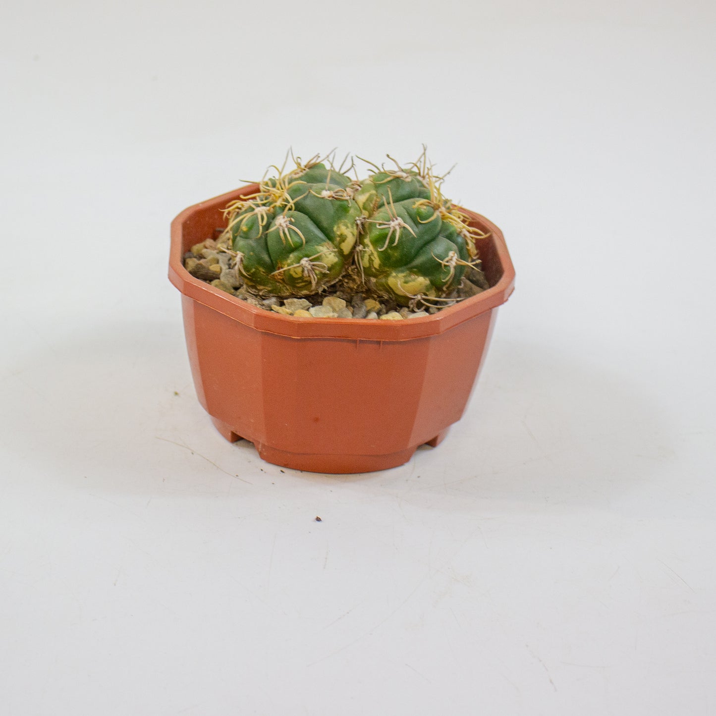 Cacti from Curious Cacti, Choose one from our selection
