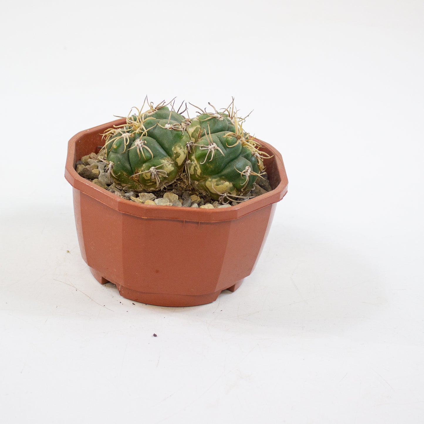 Cacti from Curious Cacti, Choose one from our selection