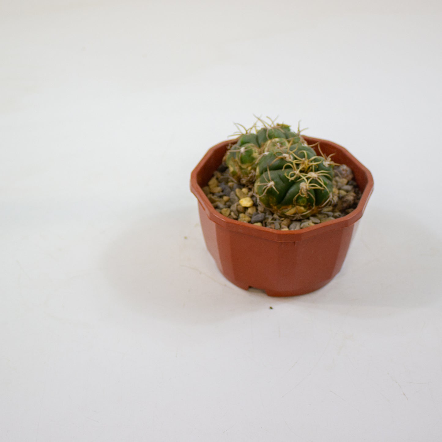 Cacti from Curious Cacti, Choose one from our selection