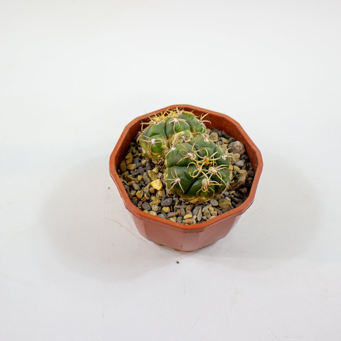 Cacti from Curious Cacti, Choose one from our selection