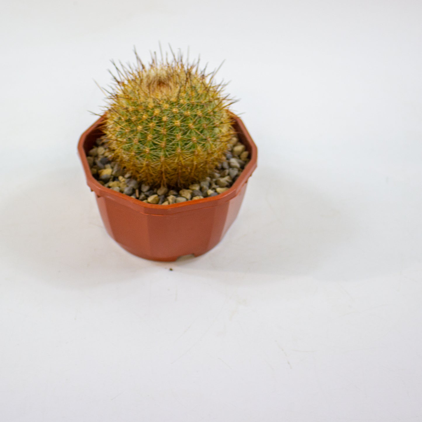 Cacti from Curious Cacti, Choose one from our selection