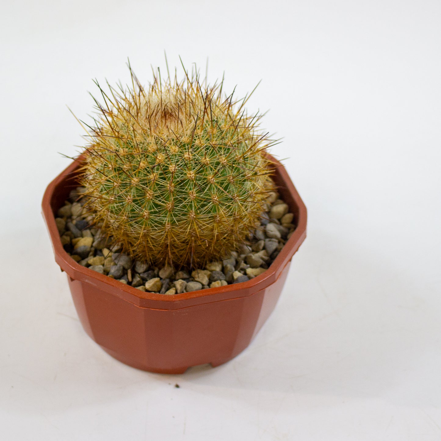 Cacti from Curious Cacti, Choose one from our selection