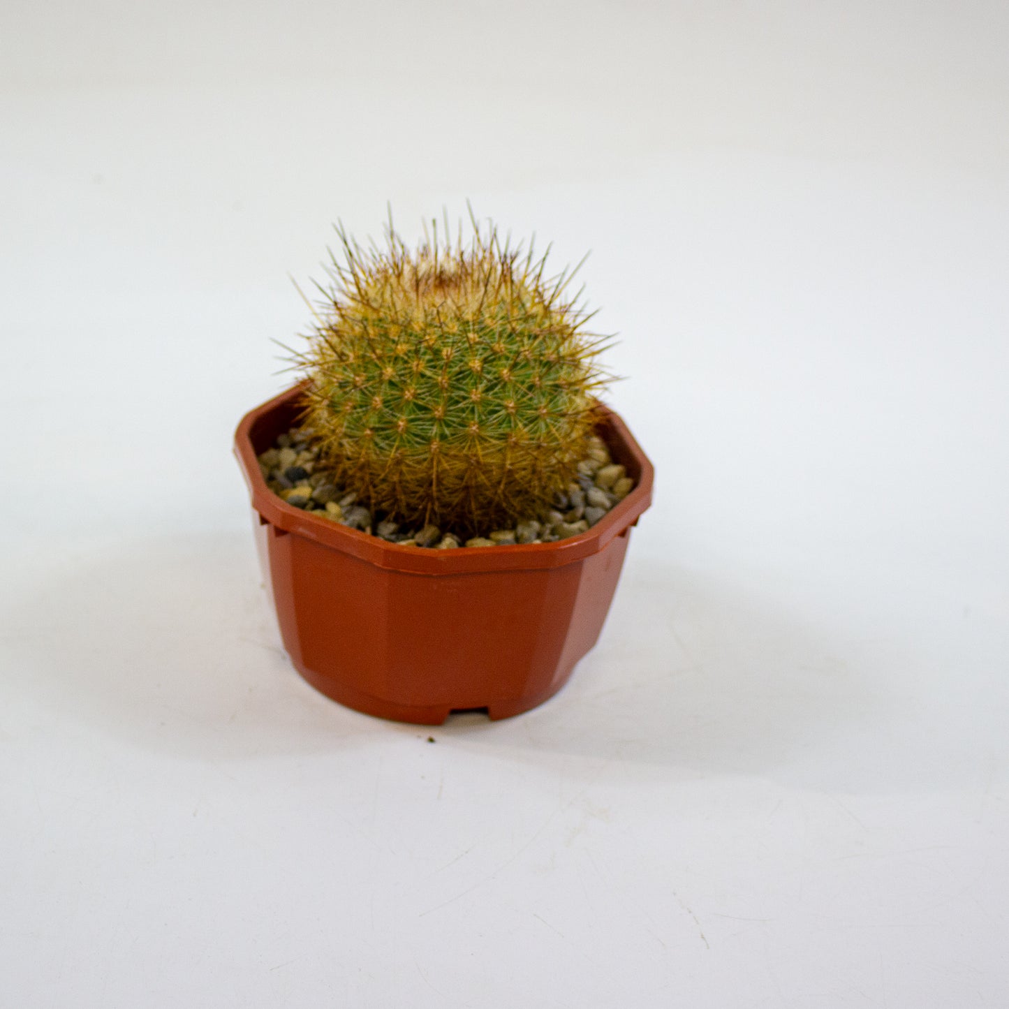 Cacti from Curious Cacti, Choose one from our selection