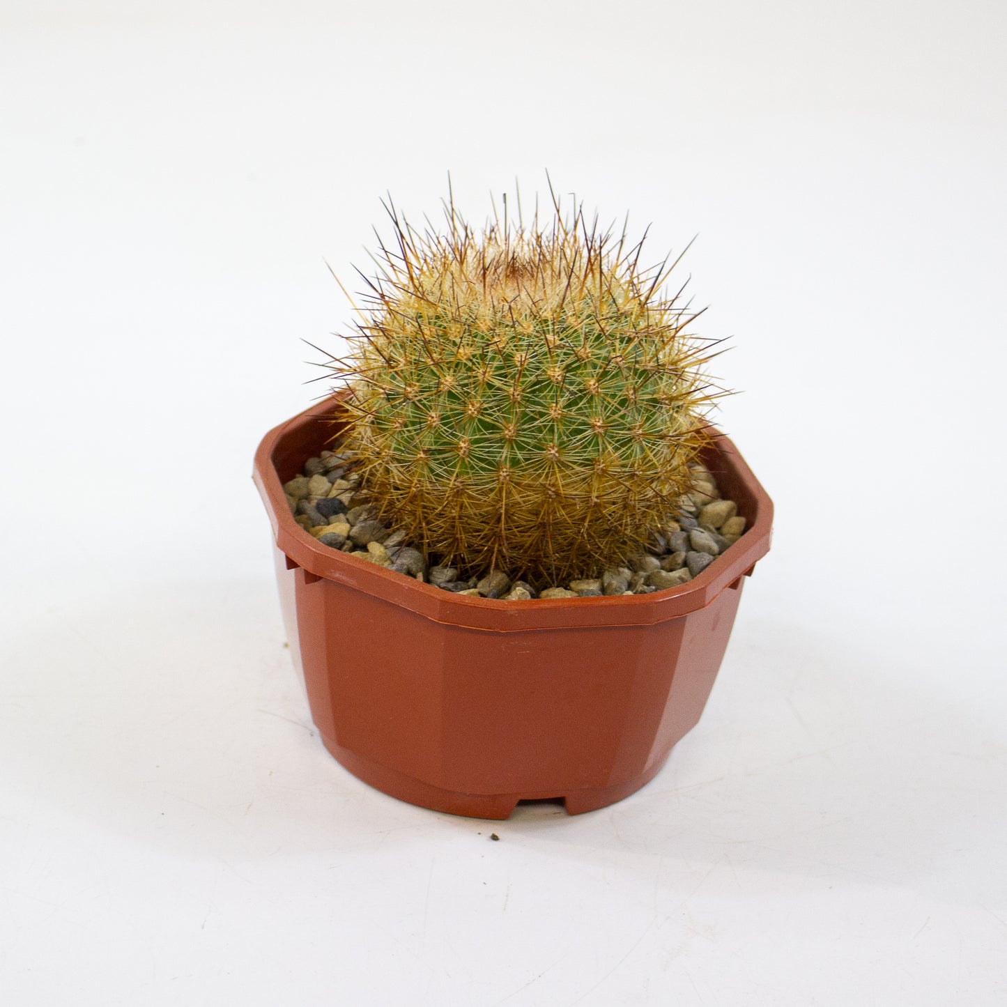 Cacti from Curious Cacti, Choose one from our selection