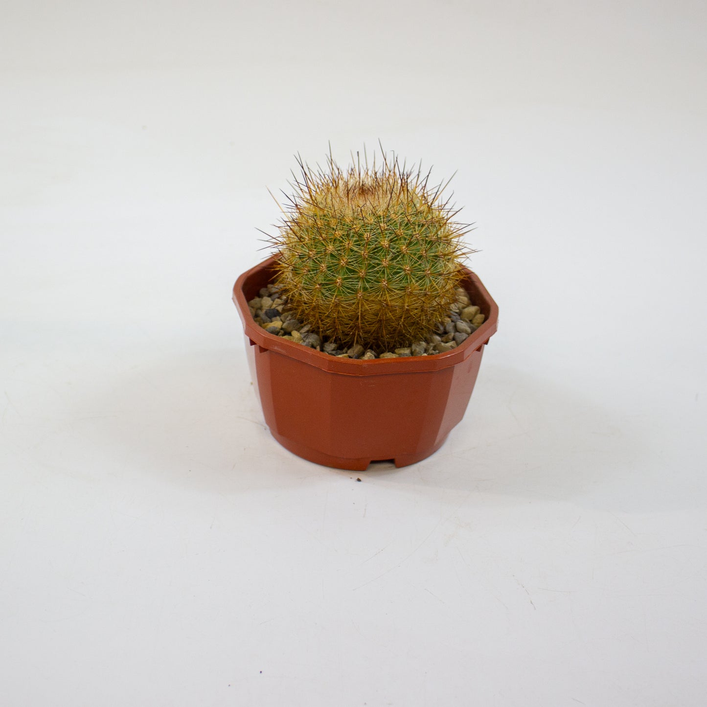 Cacti from Curious Cacti, Choose one from our selection