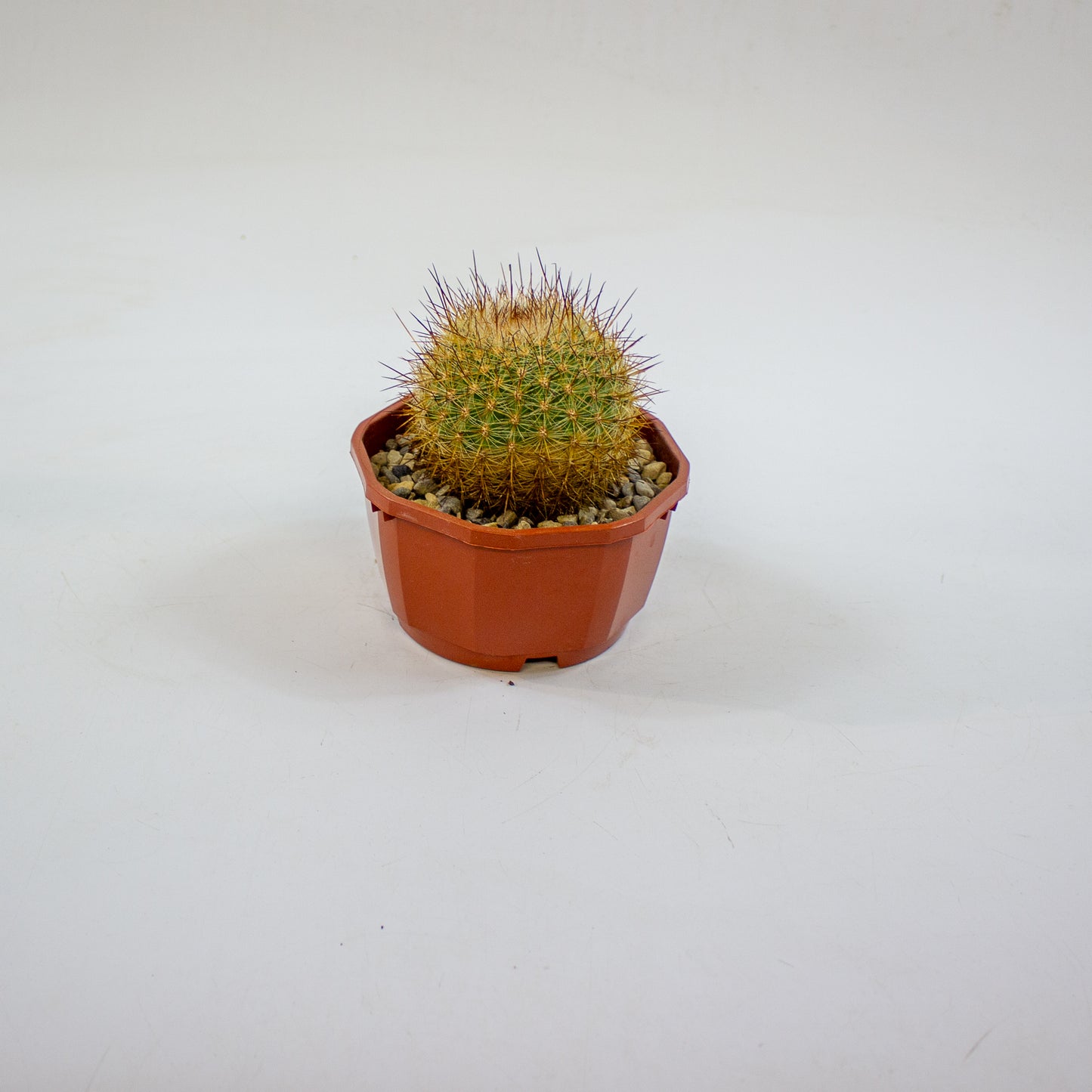 Cacti from Curious Cacti, Choose one from our selection