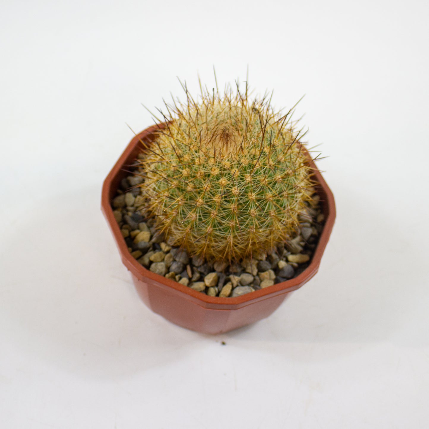 Cacti from Curious Cacti, Choose one from our selection