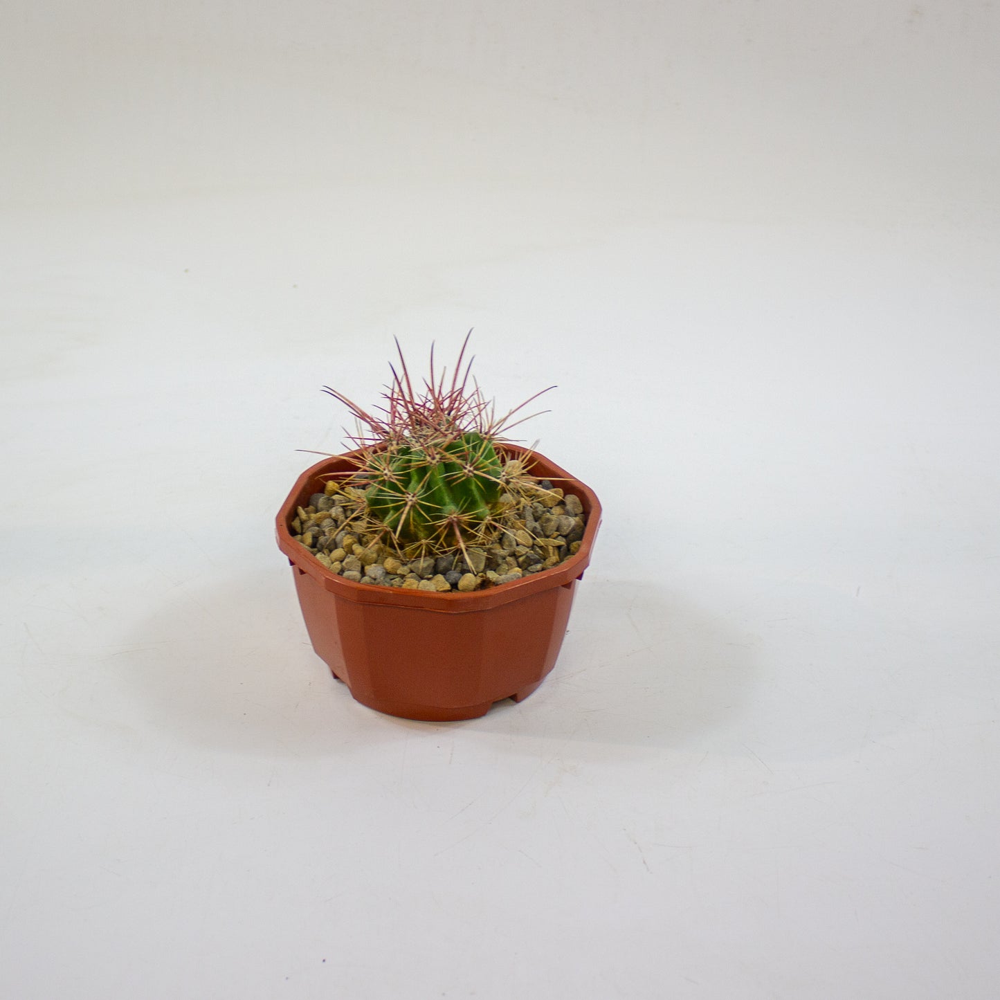 Cacti from Curious Cacti, Choose one from our selection