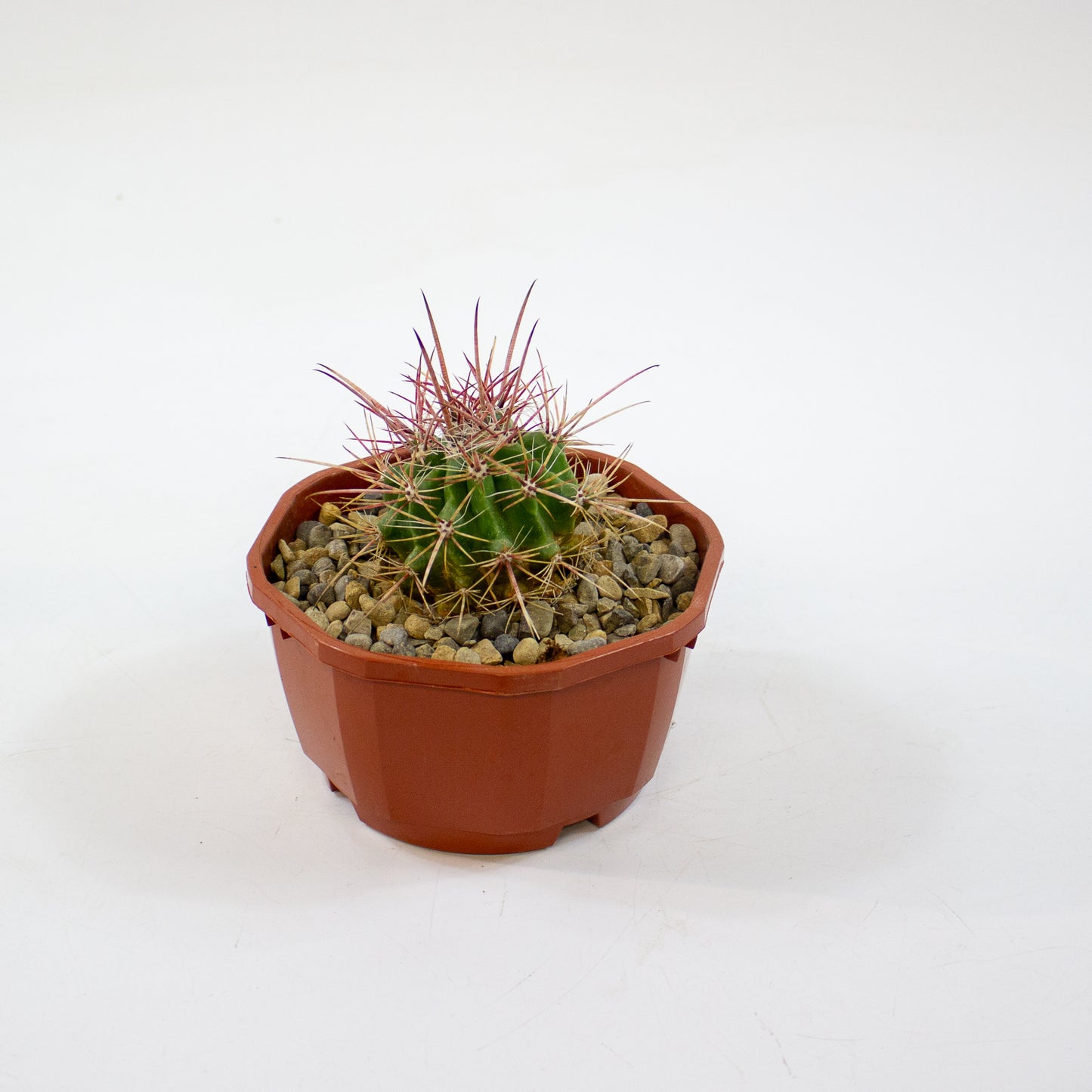 Cacti from Curious Cacti, Choose one from our selection
