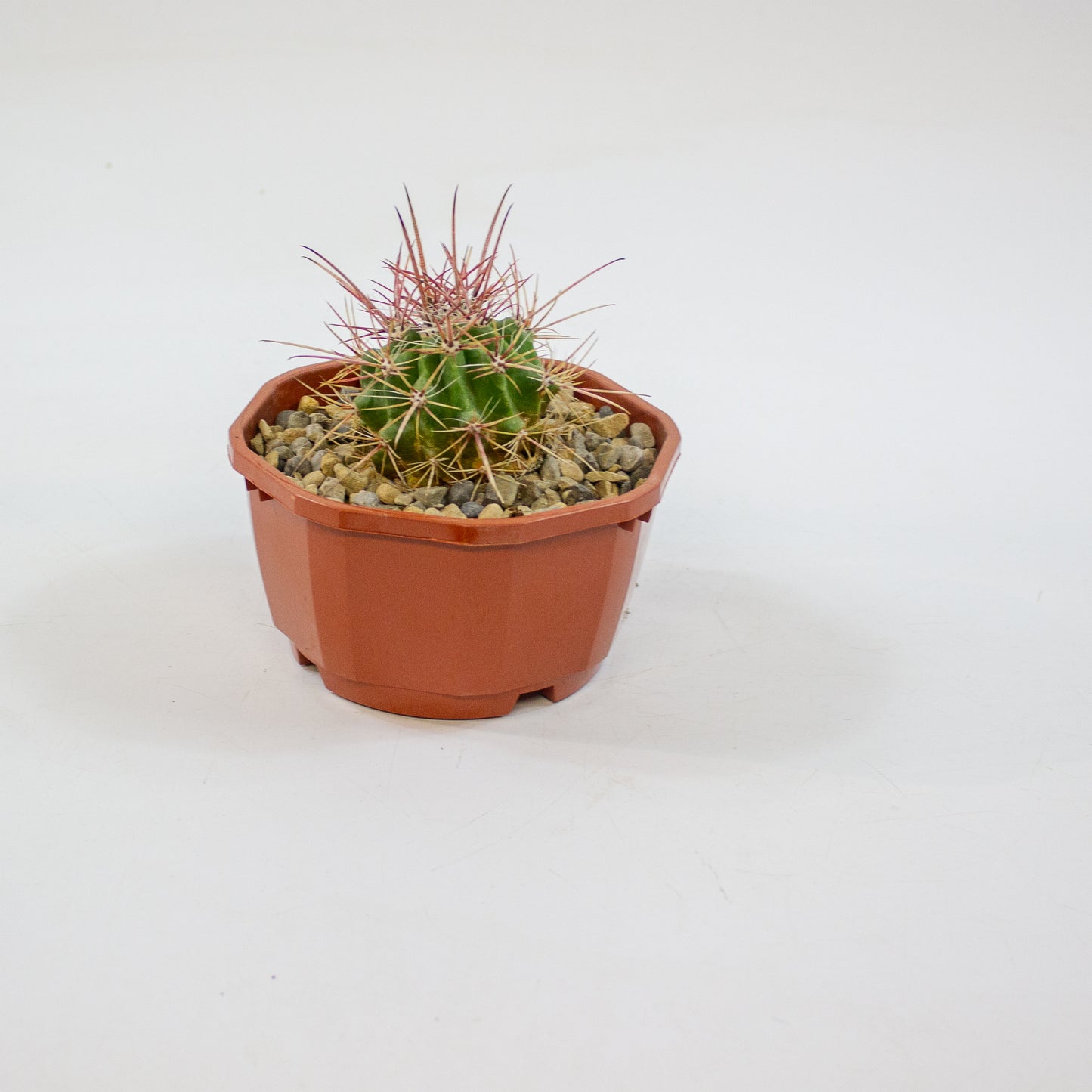 Cacti from Curious Cacti, Choose one from our selection