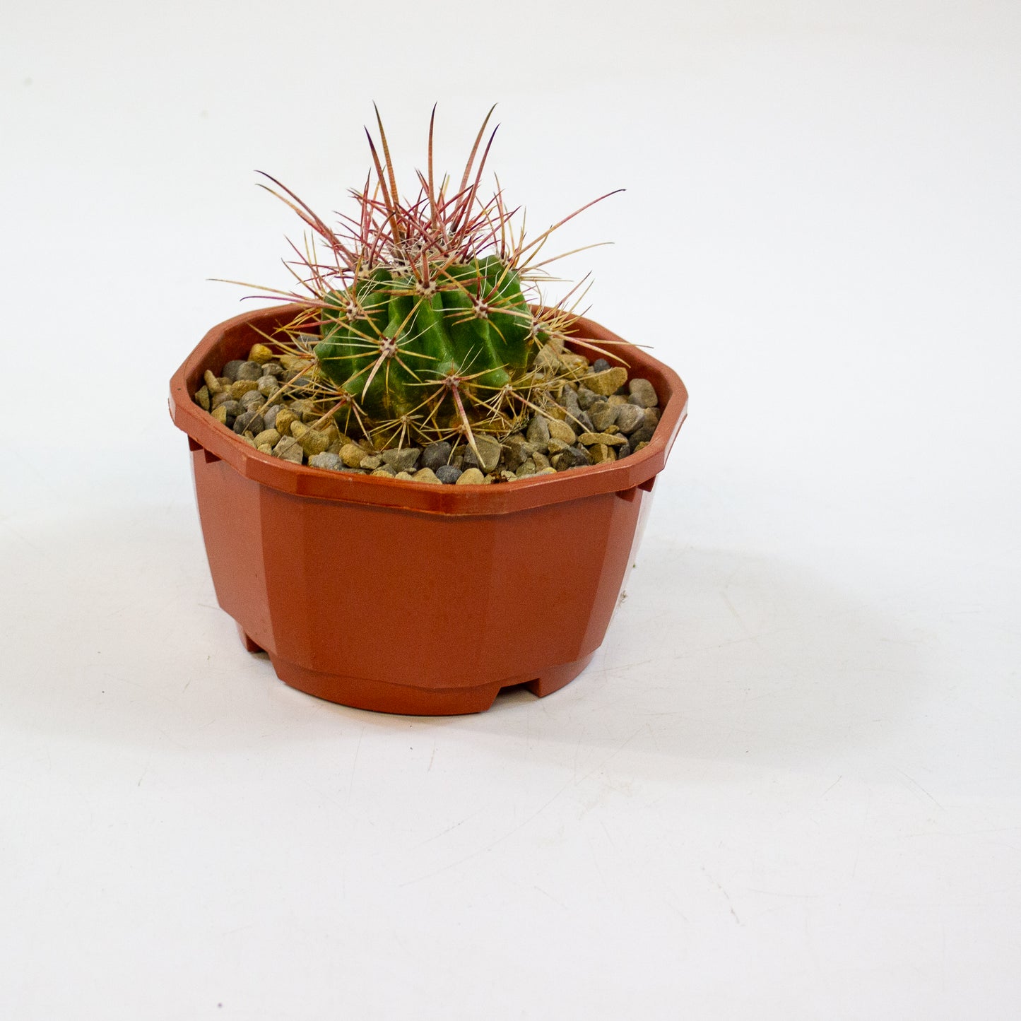 Cacti from Curious Cacti, Choose one from our selection