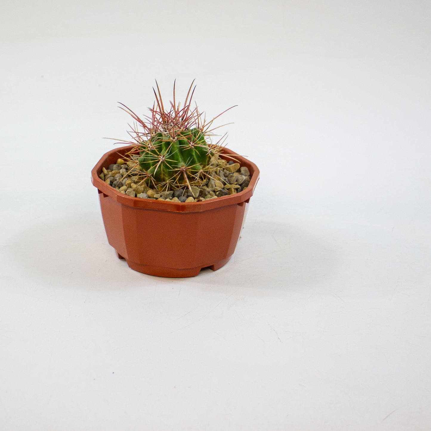 Cacti from Curious Cacti, Choose one from our selection