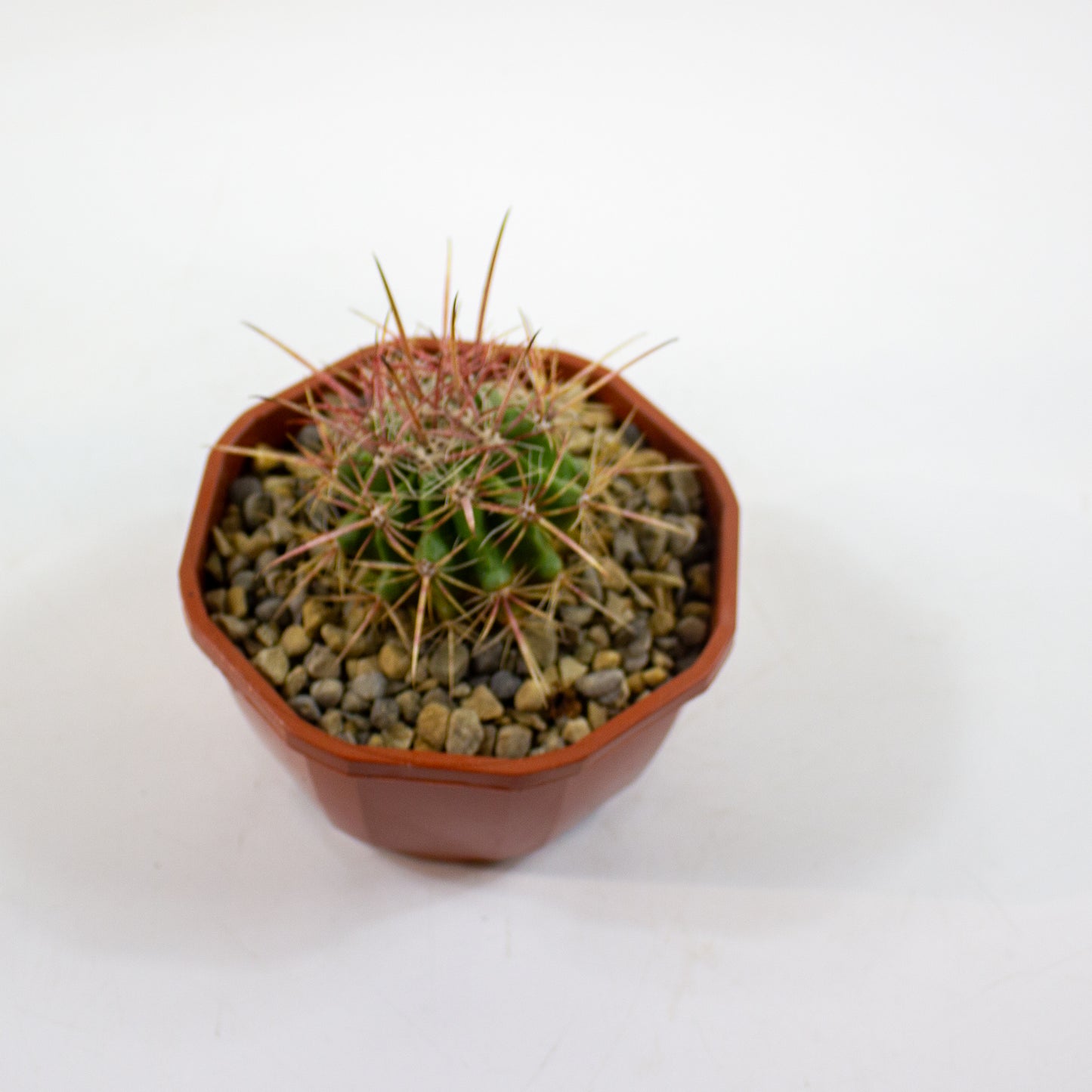 Cacti from Curious Cacti, Choose one from our selection
