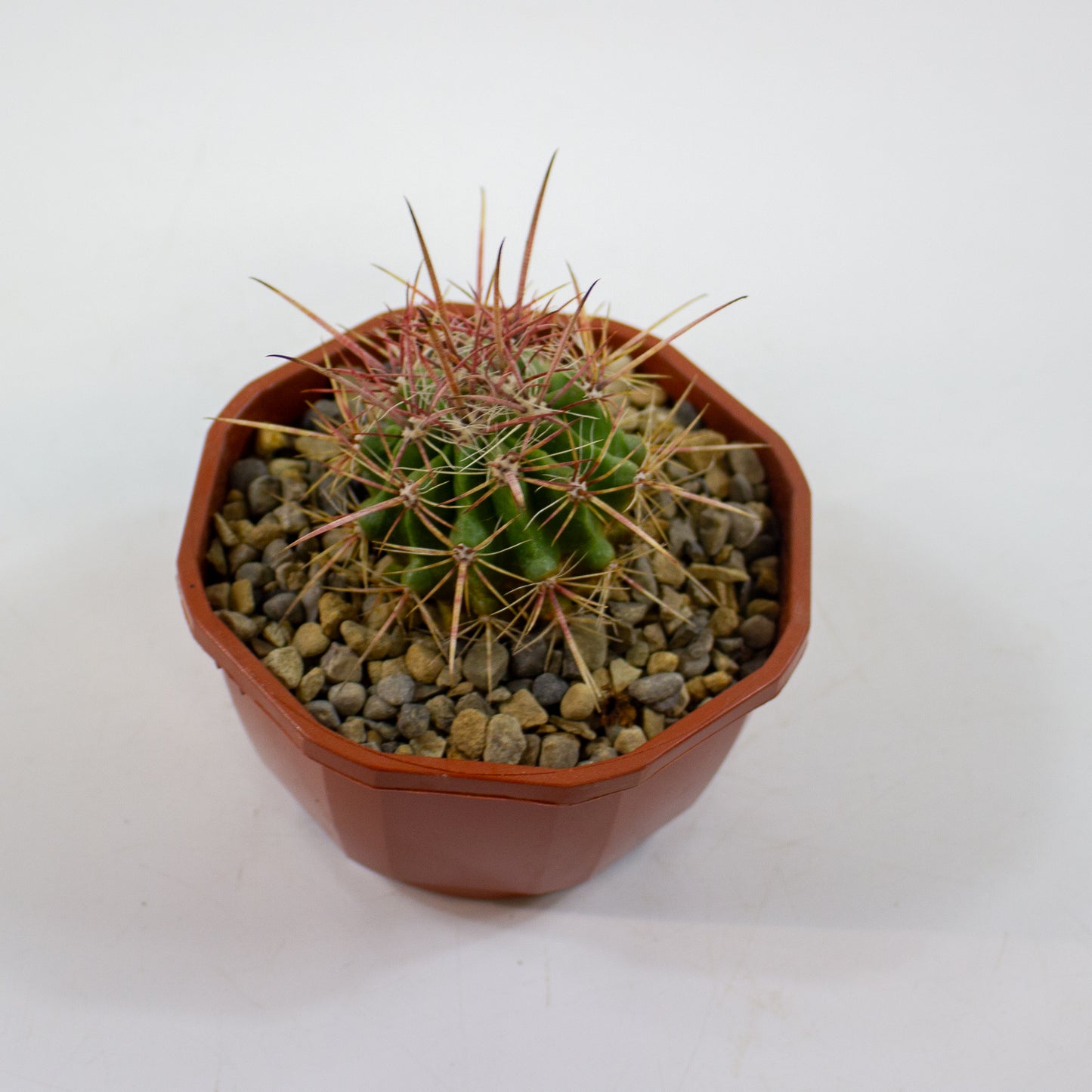 Cacti from Curious Cacti, Choose one from our selection