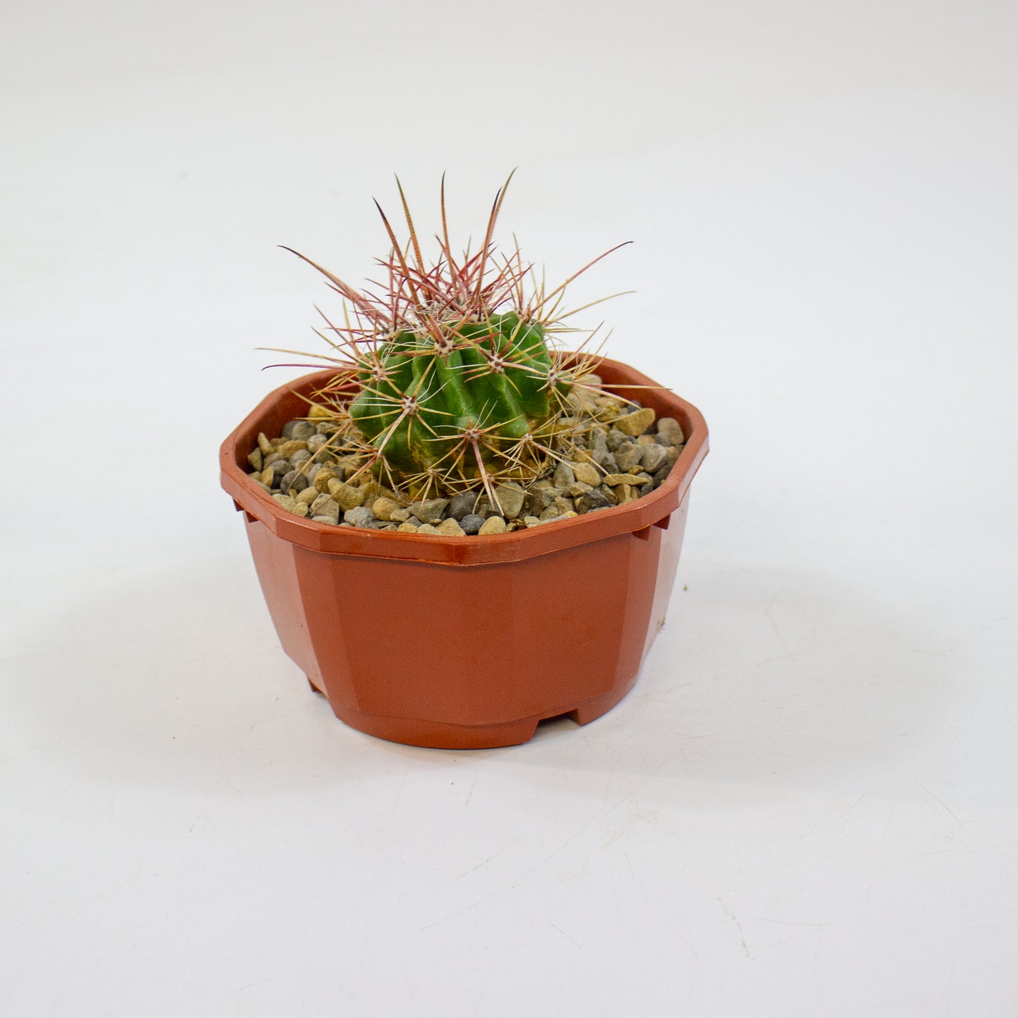 Cacti from Curious Cacti, Choose one from our selection