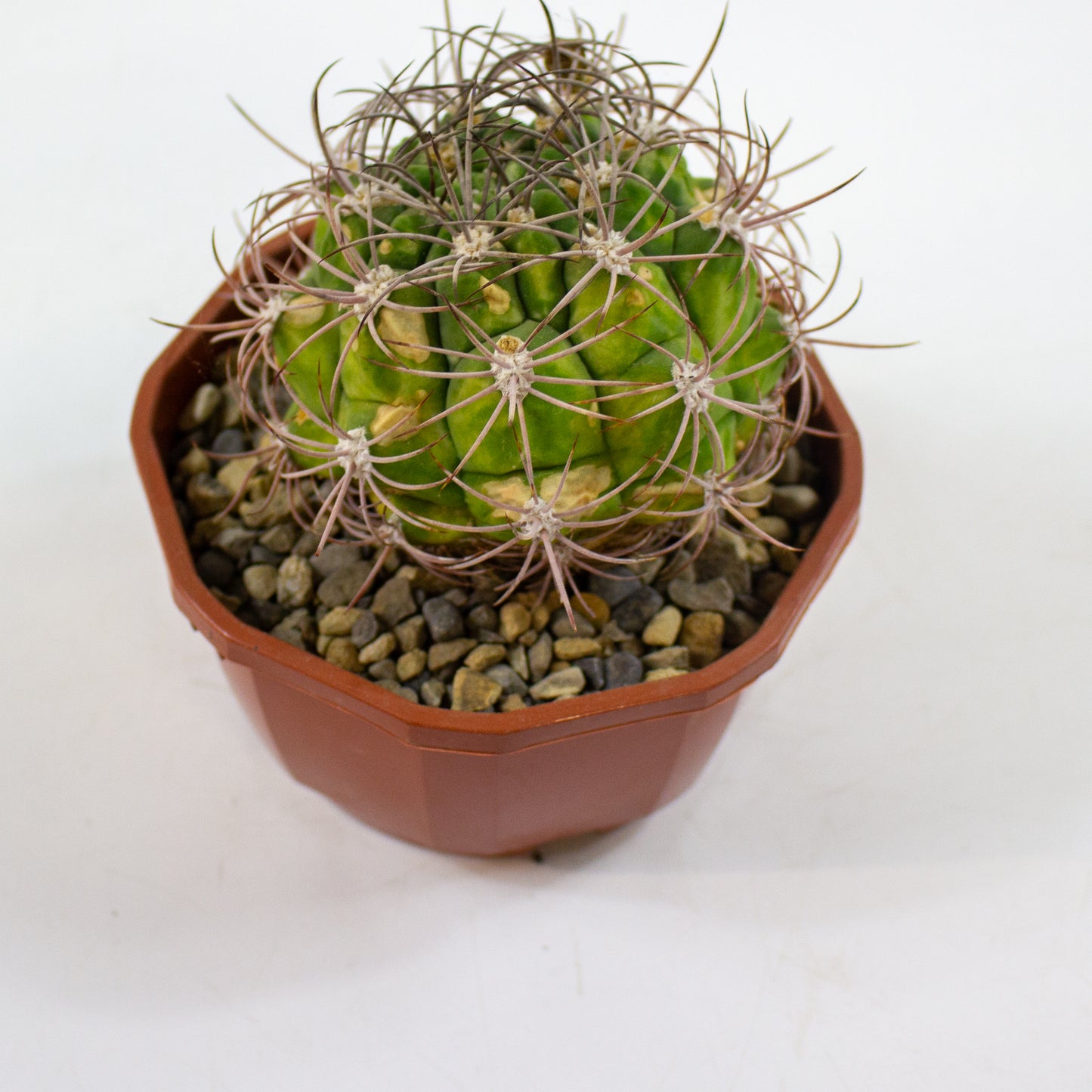 Cacti from Curious Cacti, Choose one from our selection