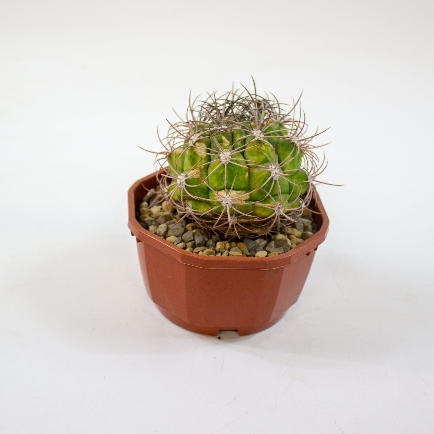 Cacti from Curious Cacti, Choose one from our selection