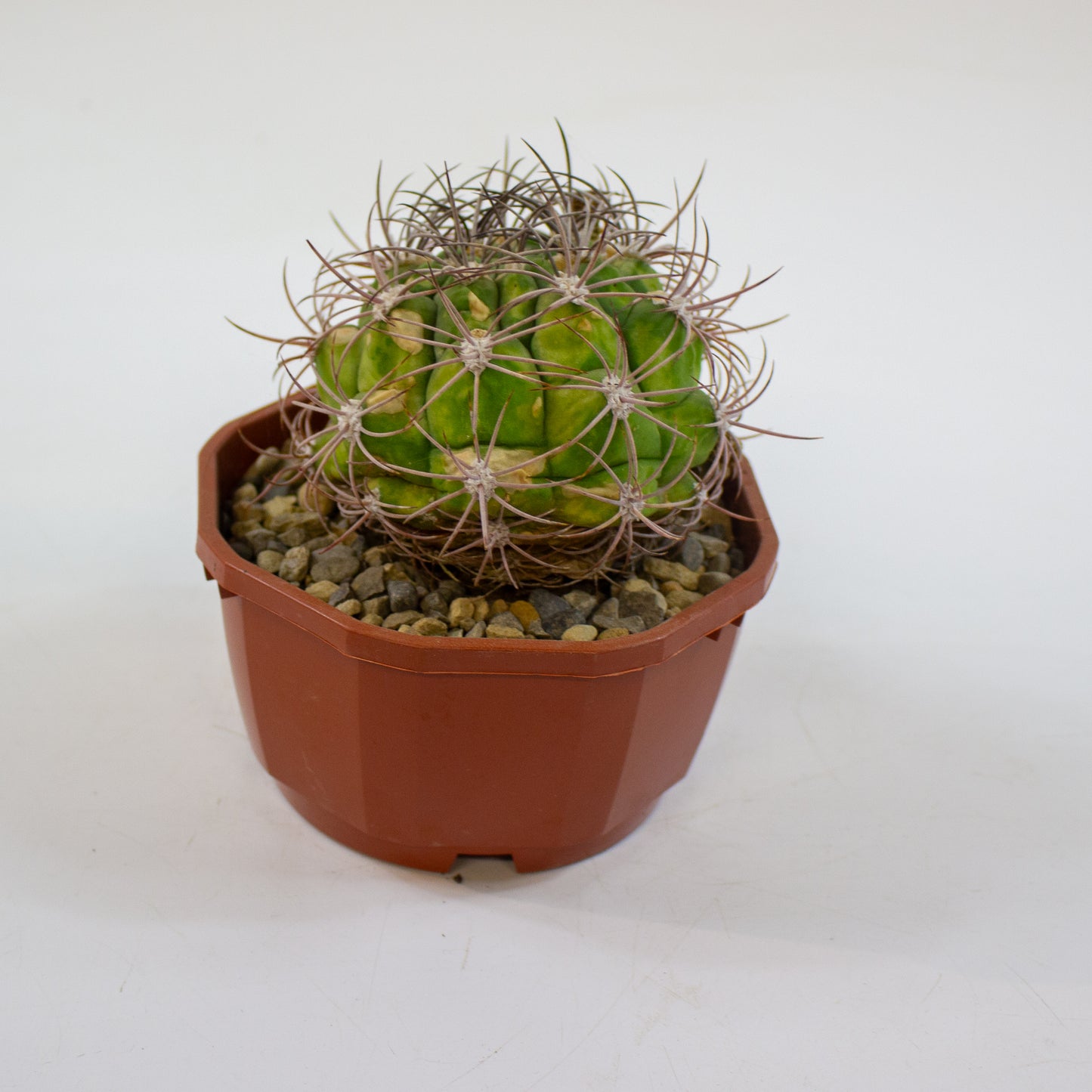 Cacti from Curious Cacti, Choose one from our selection