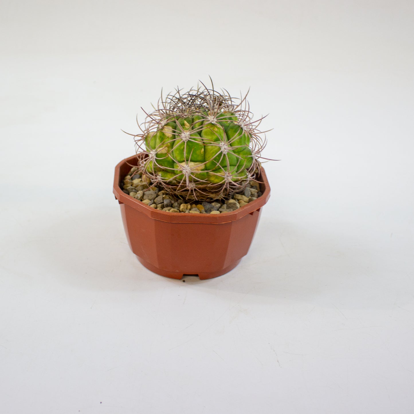 Cacti from Curious Cacti, Choose one from our selection