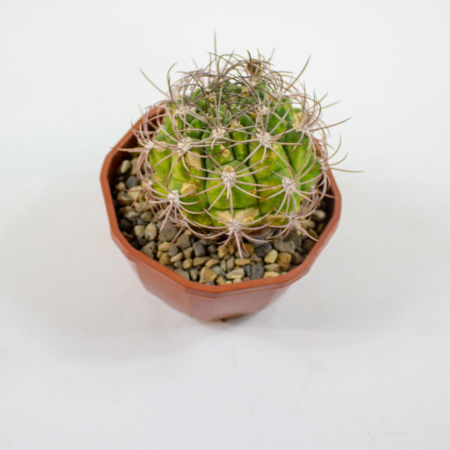Cacti from Curious Cacti, Choose one from our selection