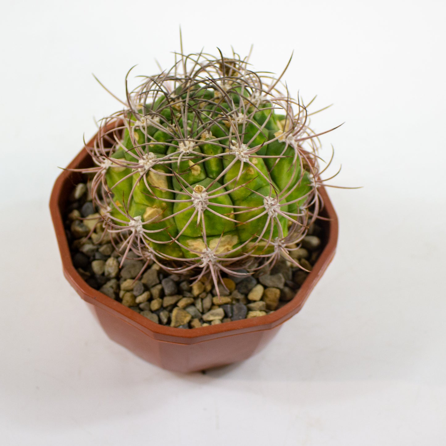 Cacti from Curious Cacti, Choose one from our selection