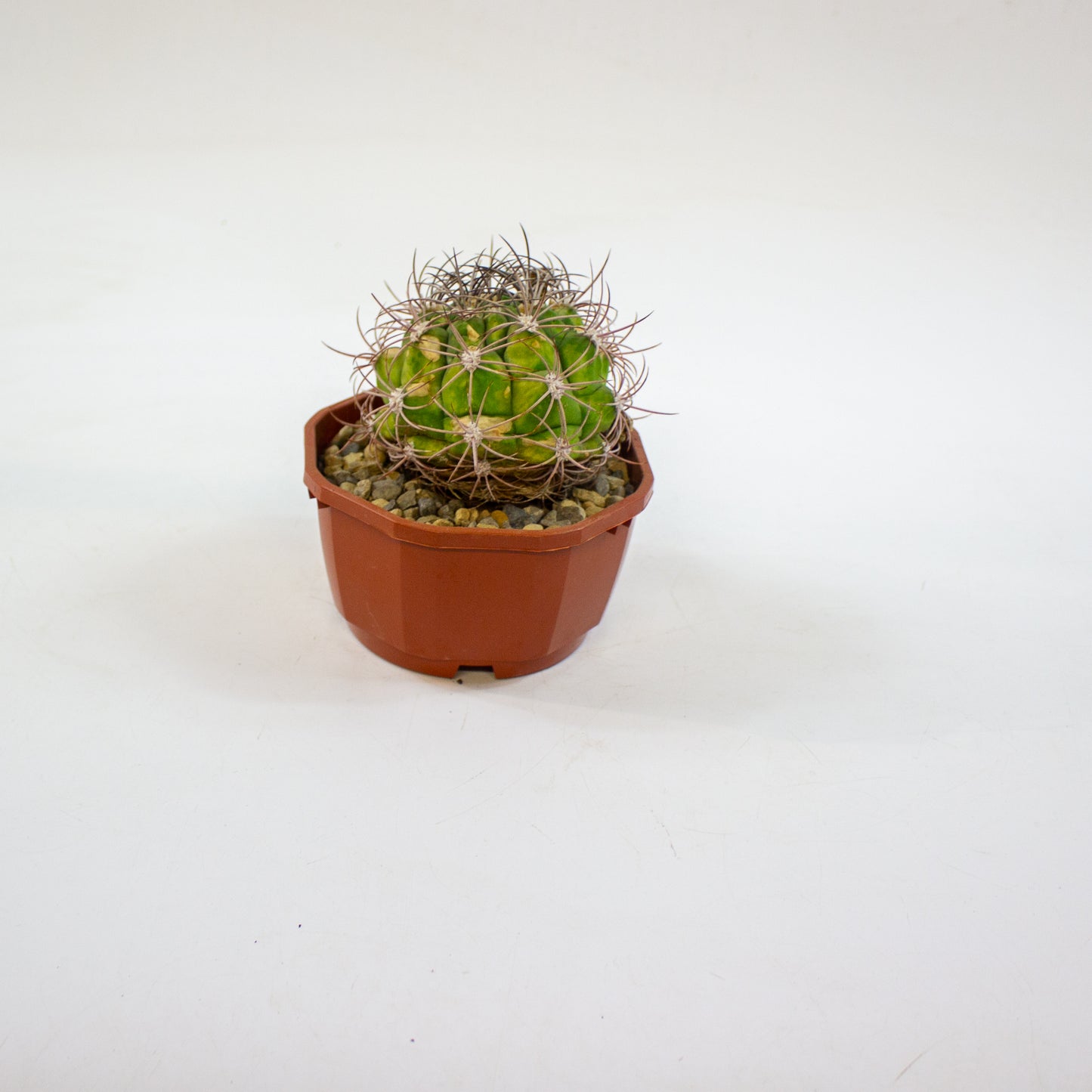 Cacti from Curious Cacti, Choose one from our selection