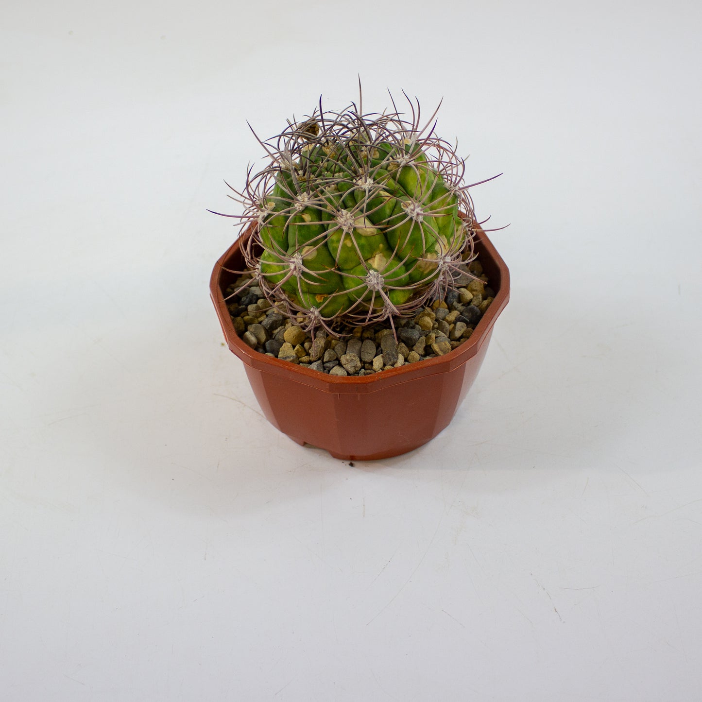 Cacti from Curious Cacti, Choose one from our selection
