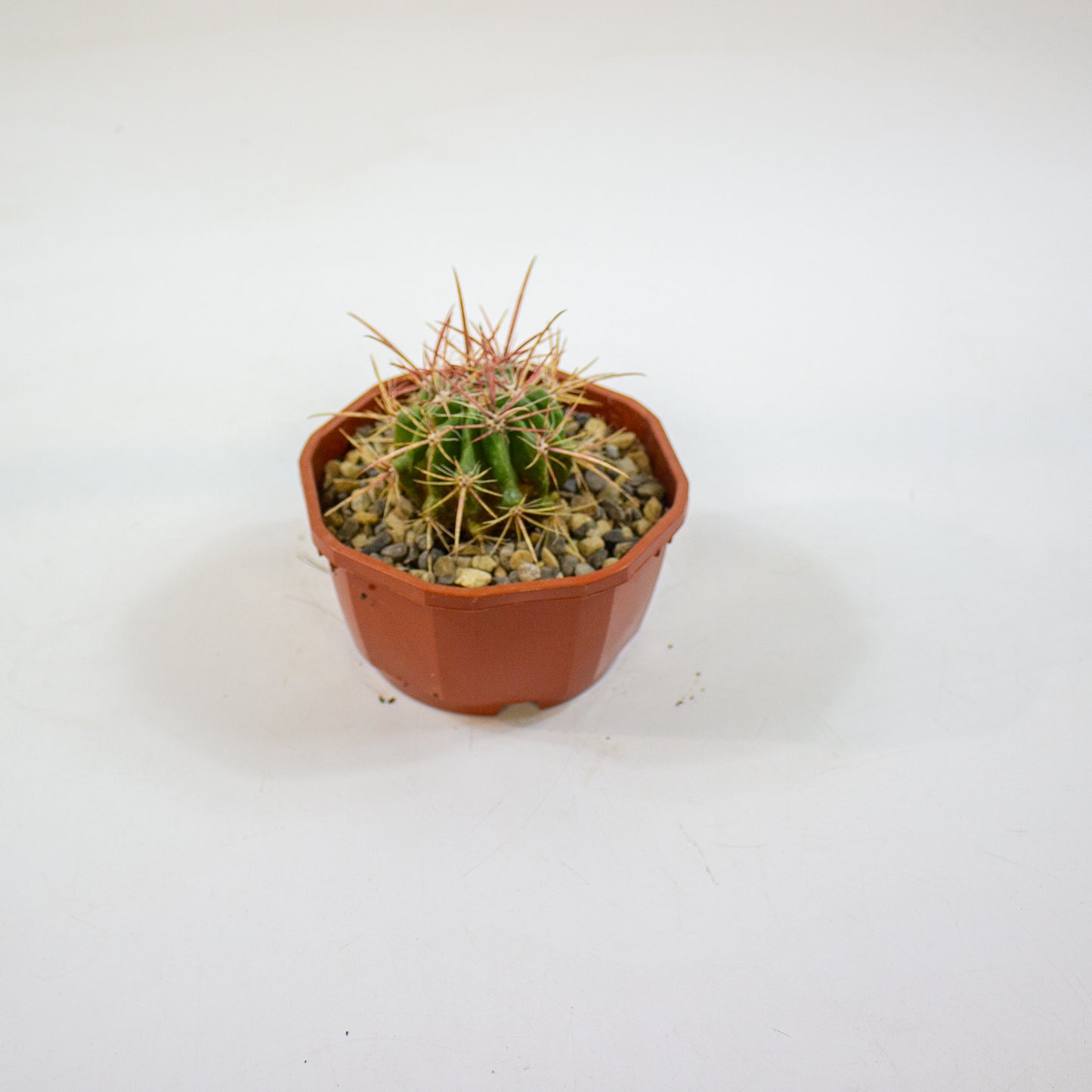 Cacti from Curious Cacti, Choose one from our selection
