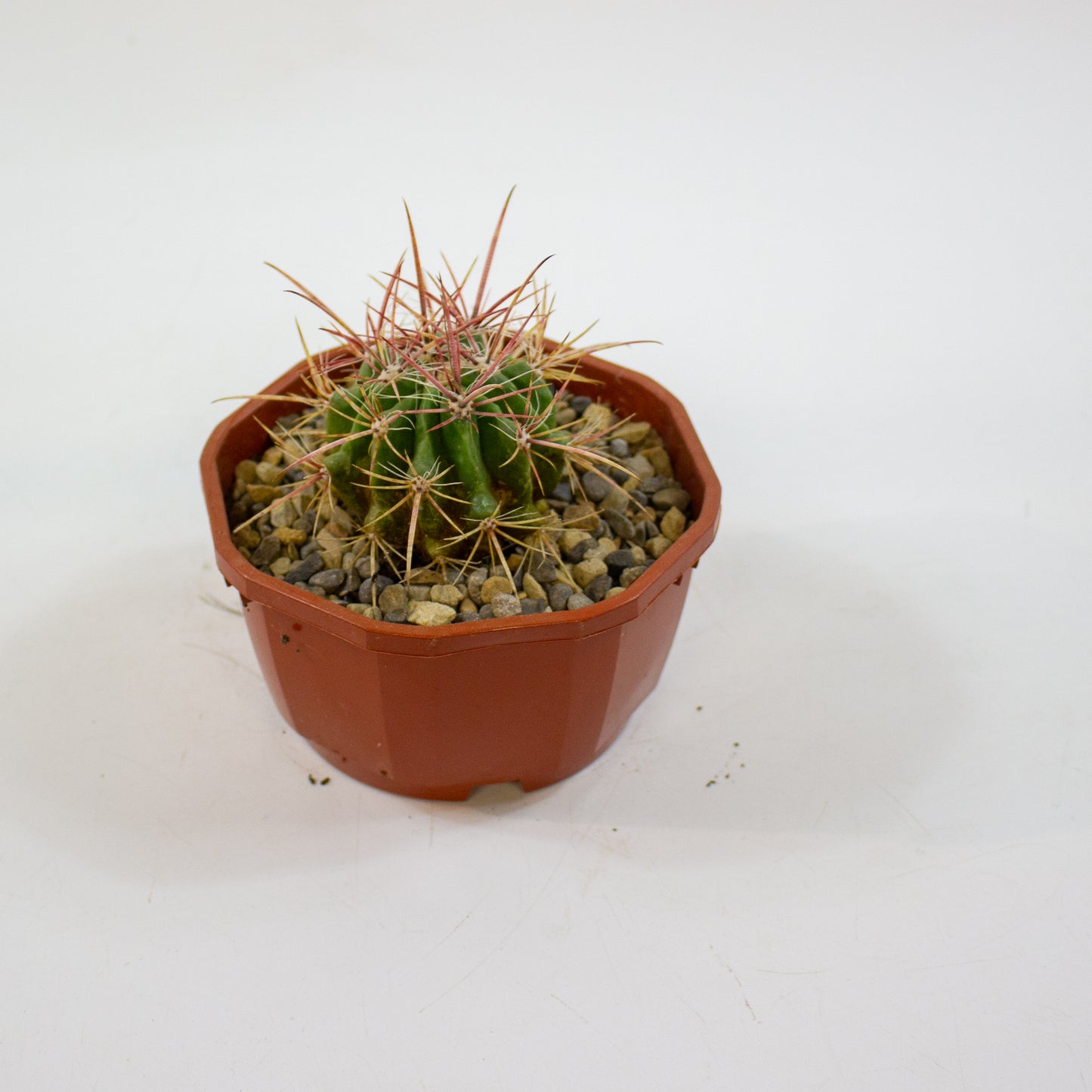 Cacti from Curious Cacti, Choose one from our selection