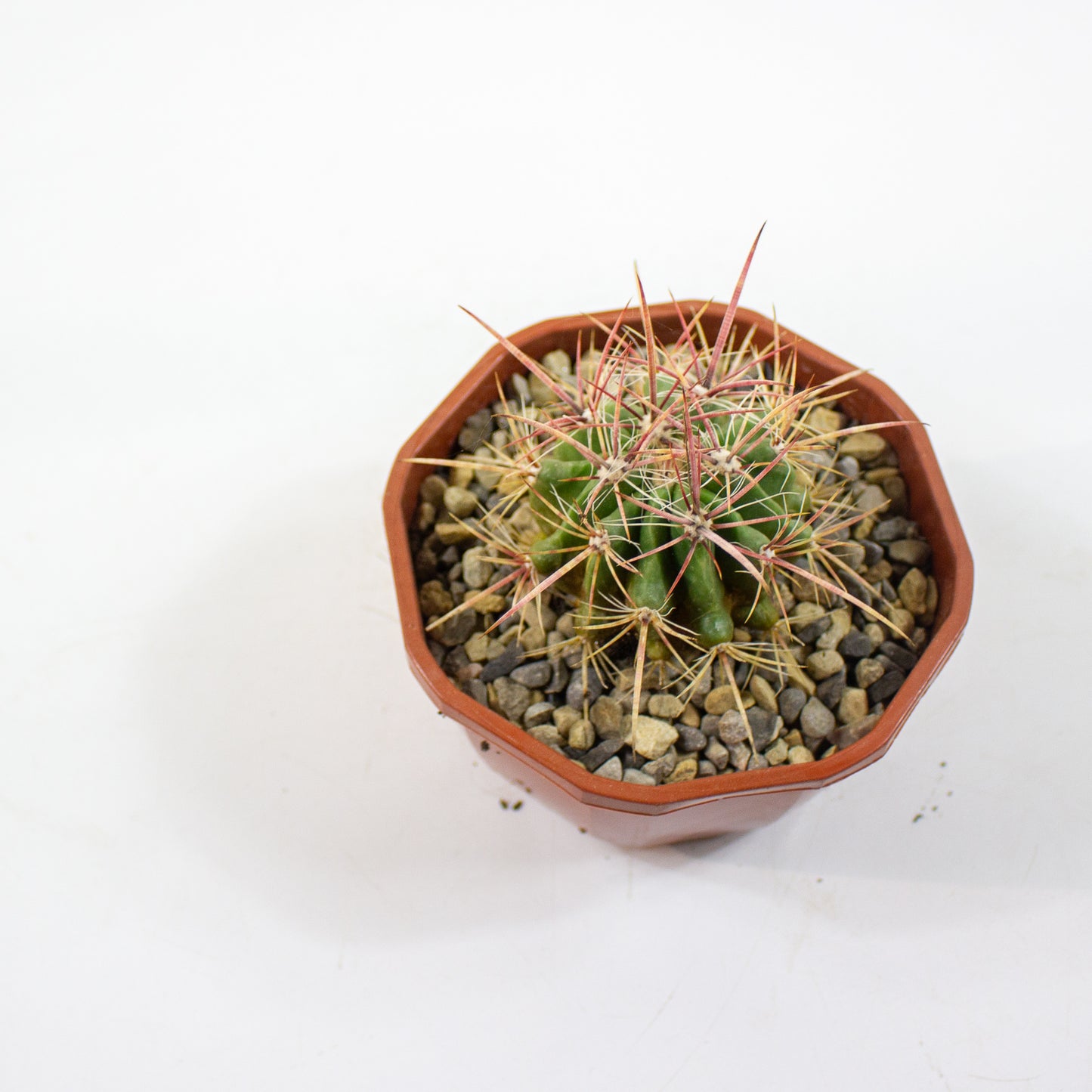 Cacti from Curious Cacti, Choose one from our selection