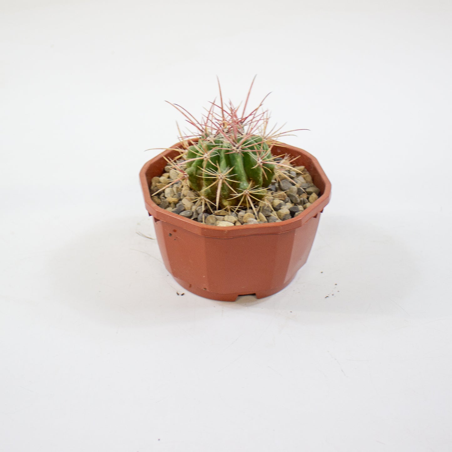 Cacti from Curious Cacti, Choose one from our selection