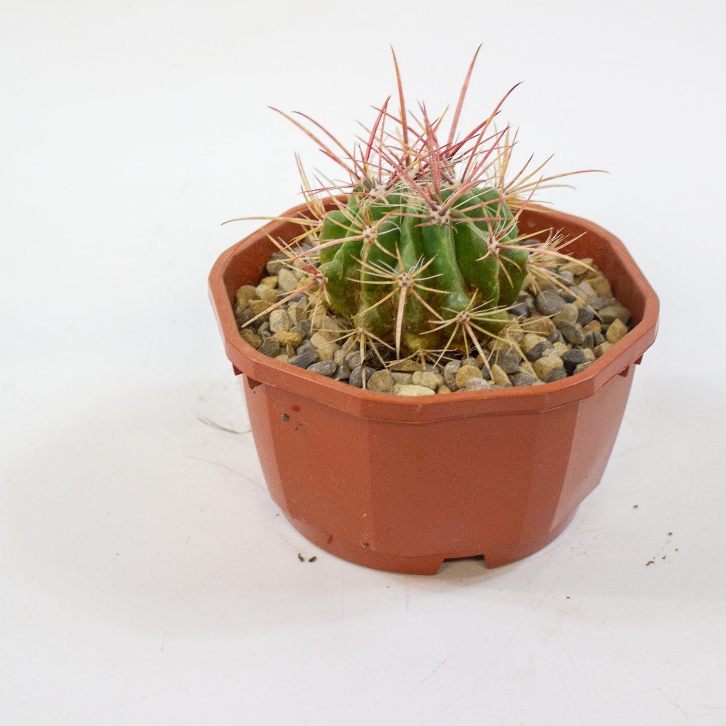 Cacti from Curious Cacti, Choose one from our selection