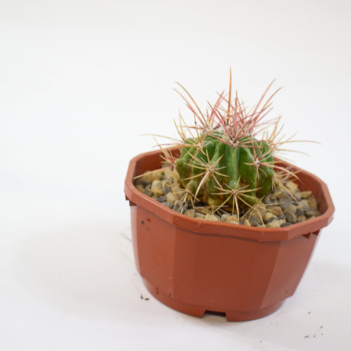 Cacti from Curious Cacti, Choose one from our selection