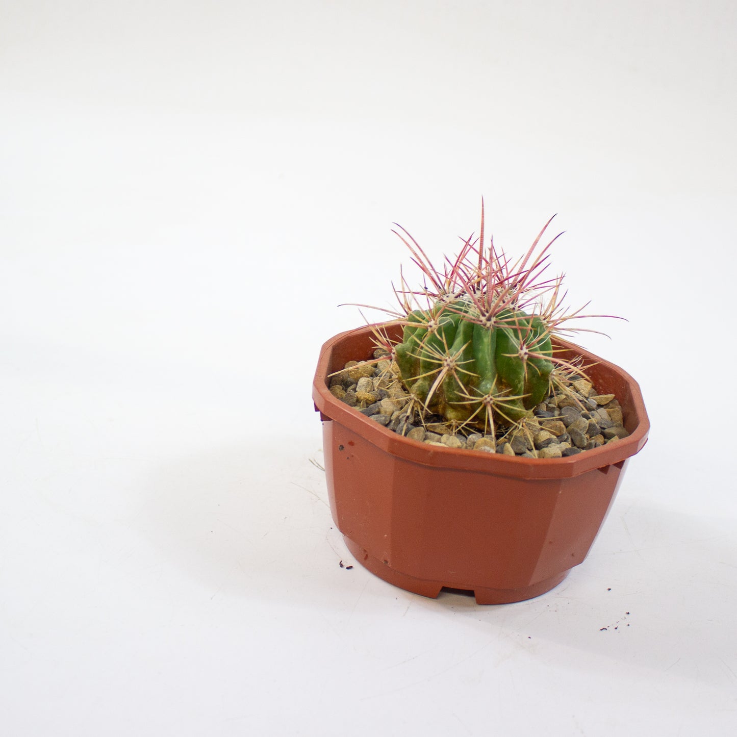 Cacti from Curious Cacti, Choose one from our selection
